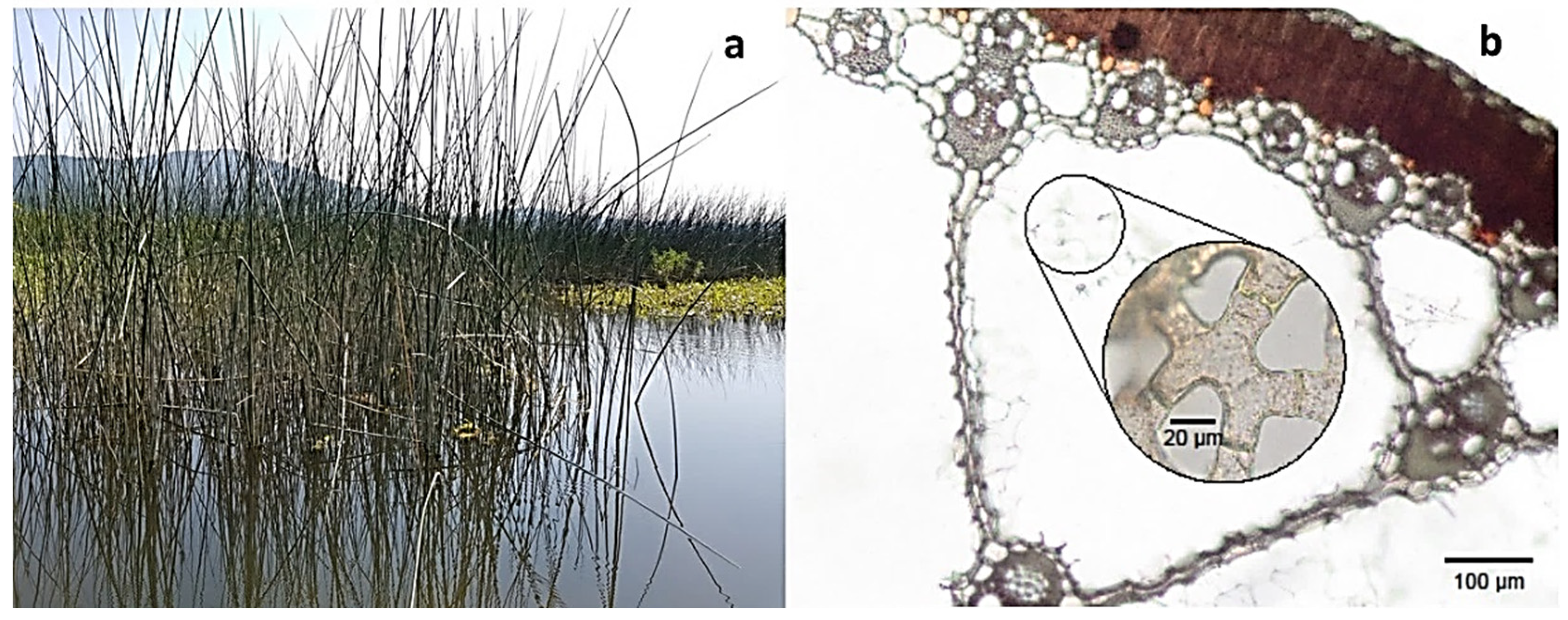 Diversity 14 00517 g007 Diversity 14 00517 g007