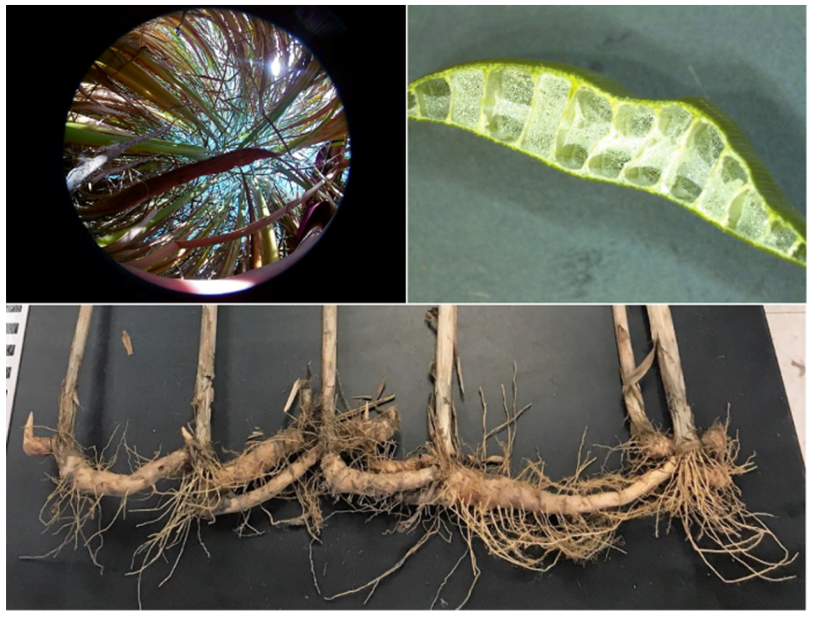 Diversity 14 00517 g008 Diversity 14 00517 g008