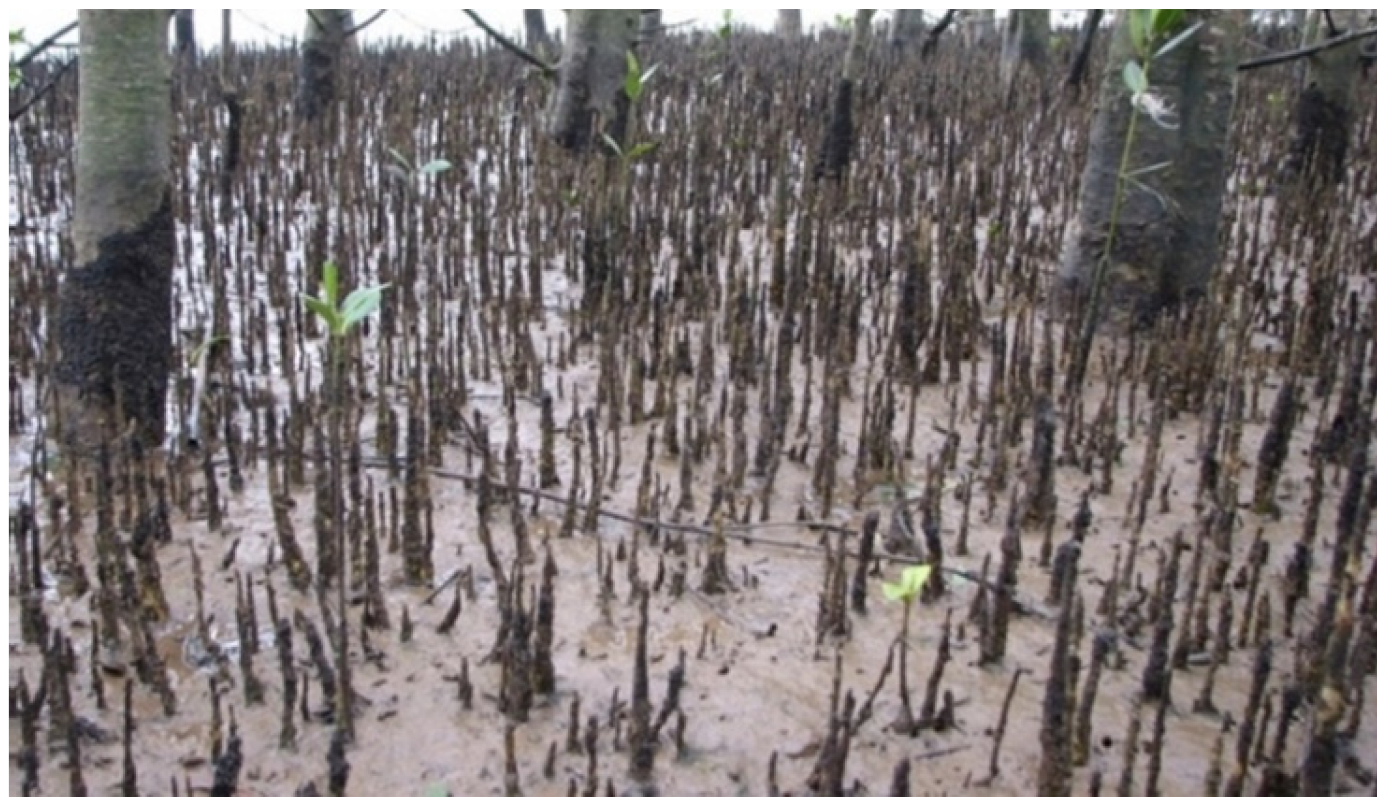 Diversity 14 00517 g010 Diversity 14 00517 g010