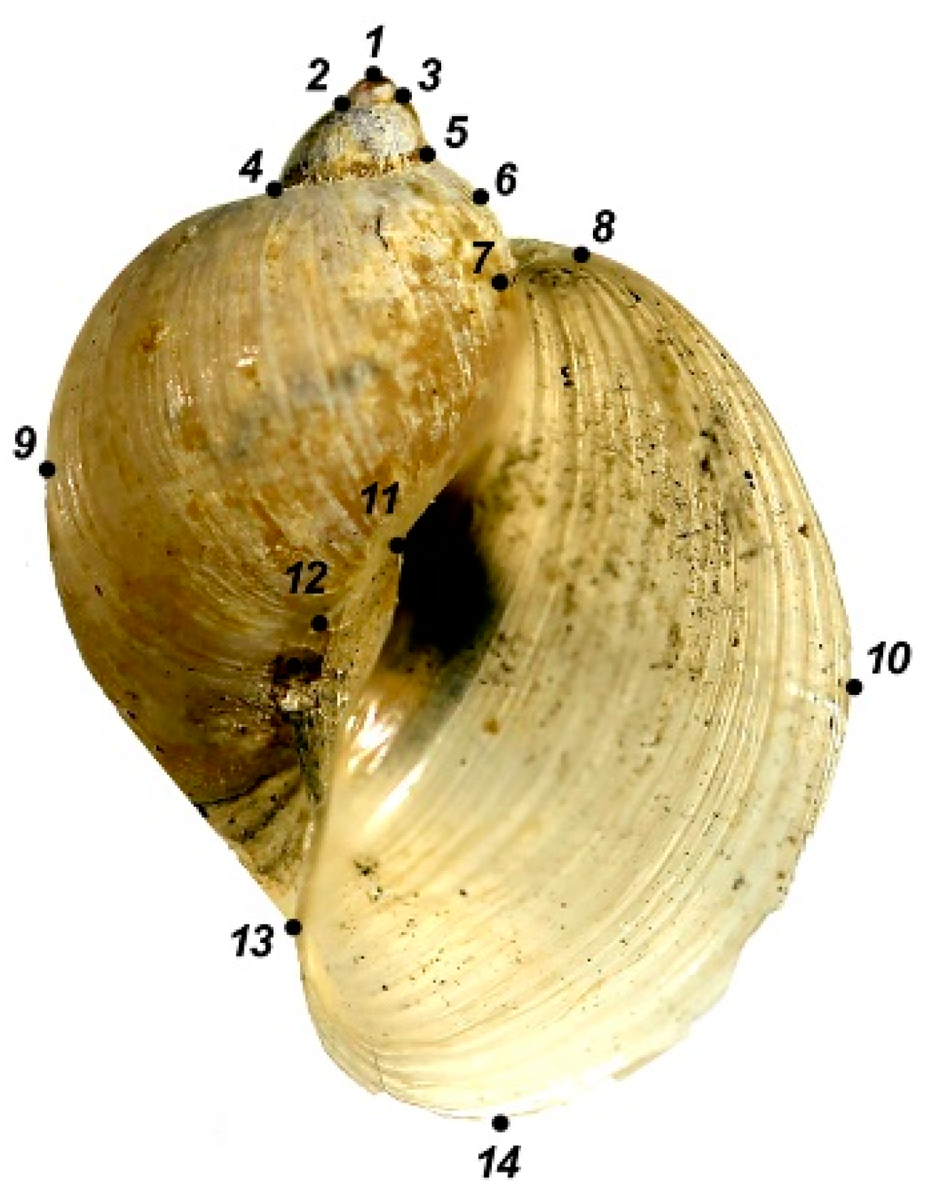 Diversity 14 00527 g002 Diversity 14 00527 g002