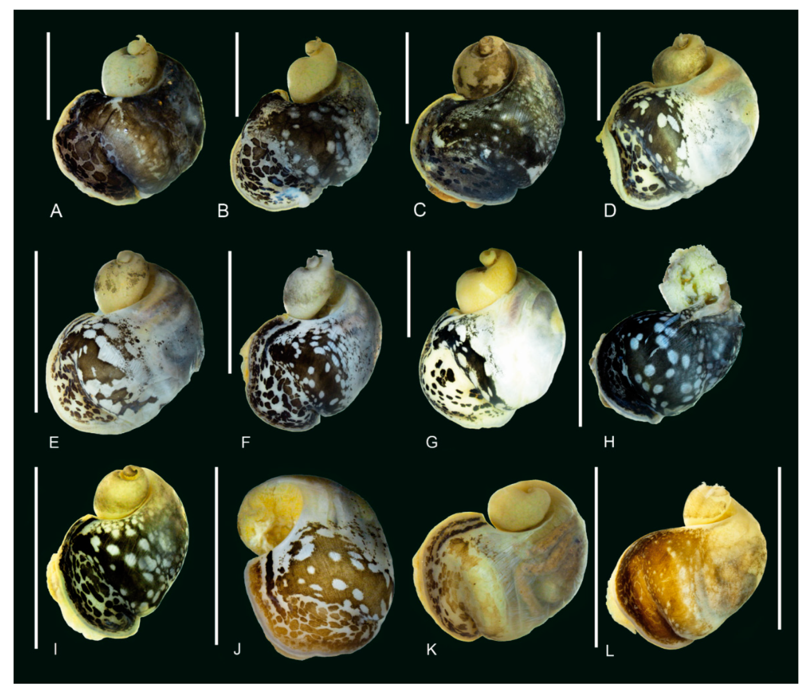 Diversity 14 00527 g007 Diversity 14 00527 g007