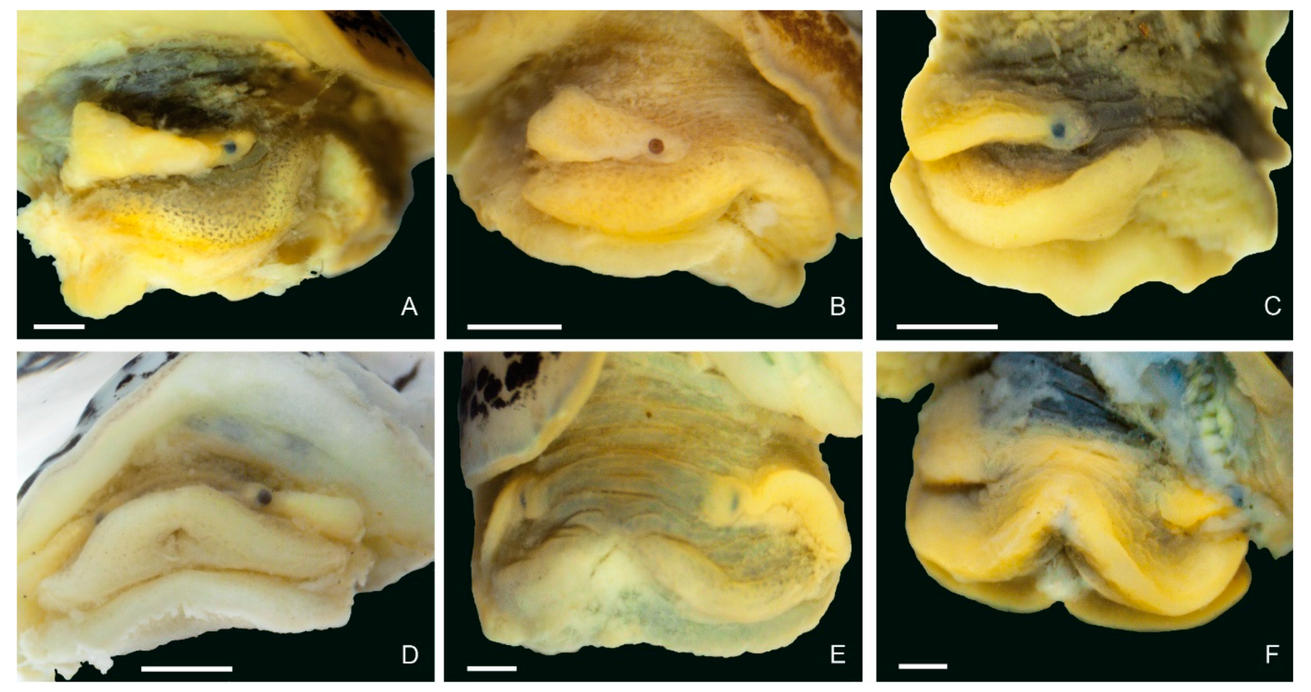 Diversity 14 00527 g008 Diversity 14 00527 g008