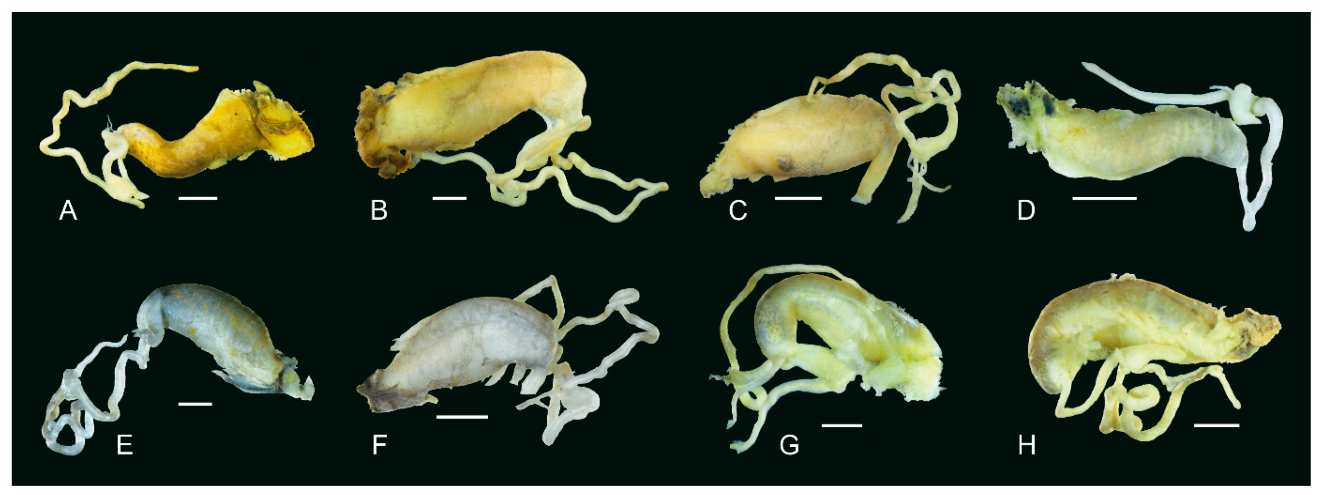 Diversity 14 00527 g009 Diversity 14 00527 g009