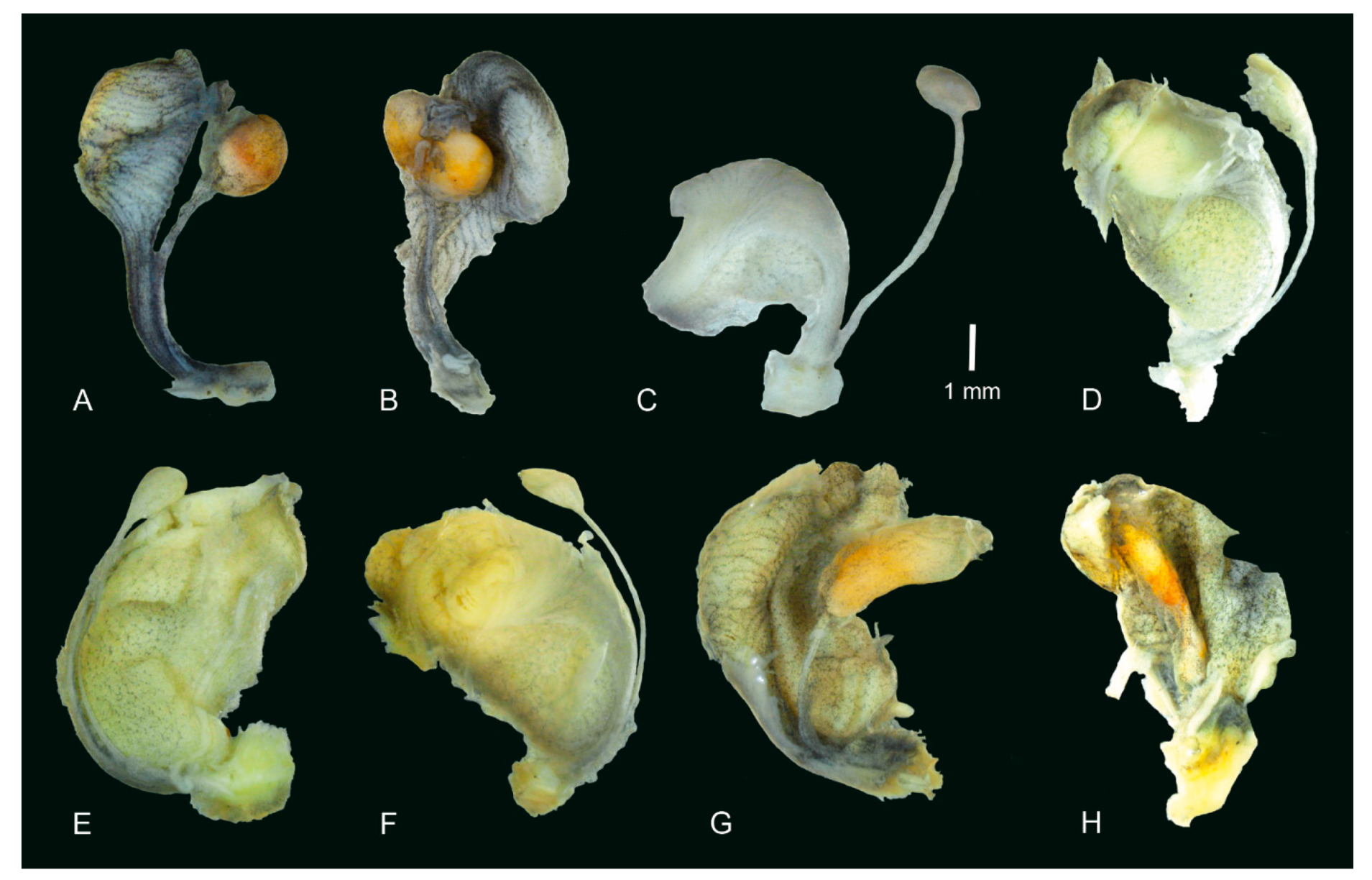 Diversity 14 00527 g010 Diversity 14 00527 g010