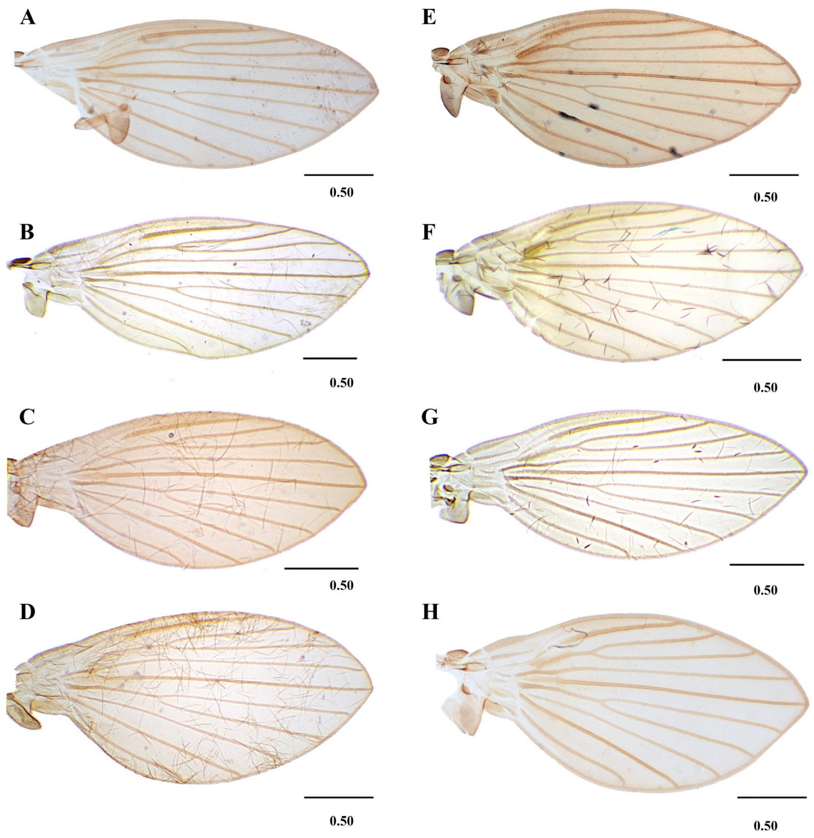 Diversity 14 00532 g008 Diversity 14 00532 g008