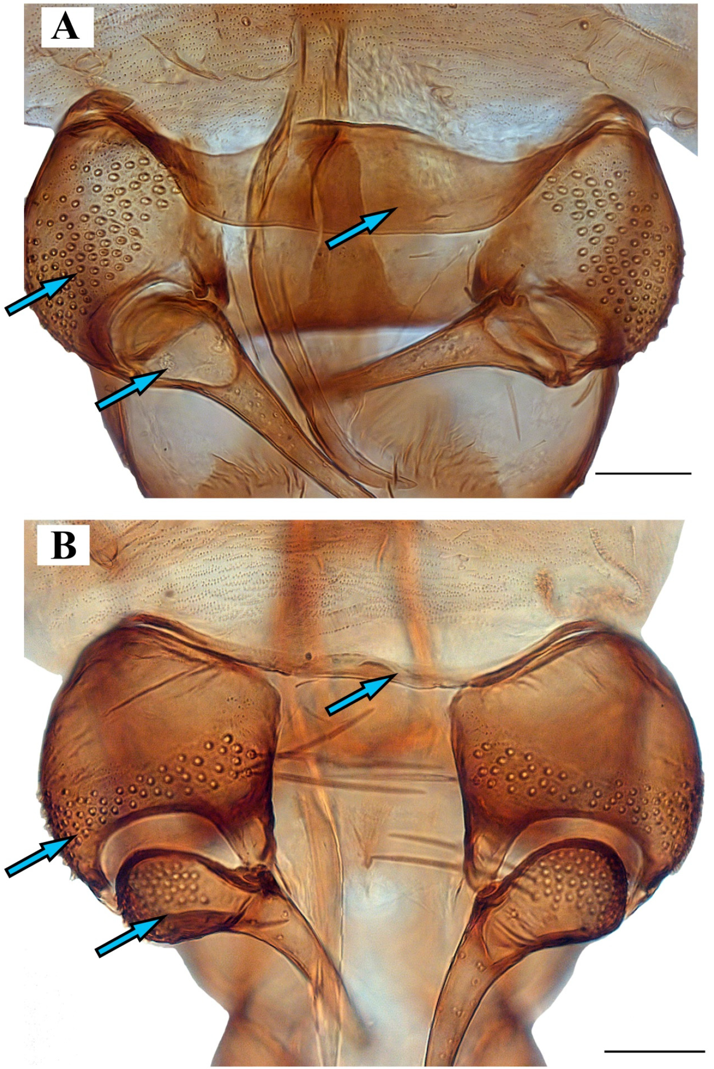 Diversity 14 00532 g010 Diversity 14 00532 g010