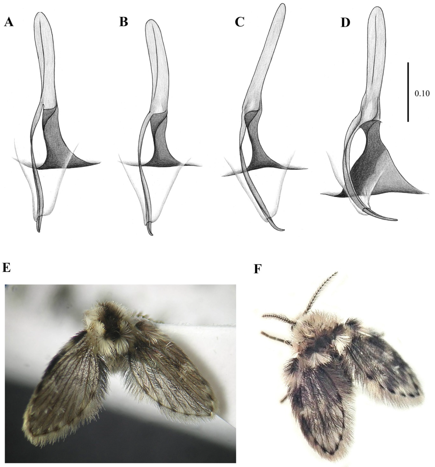Diversity 14 00532 g011 Diversity 14 00532 g011