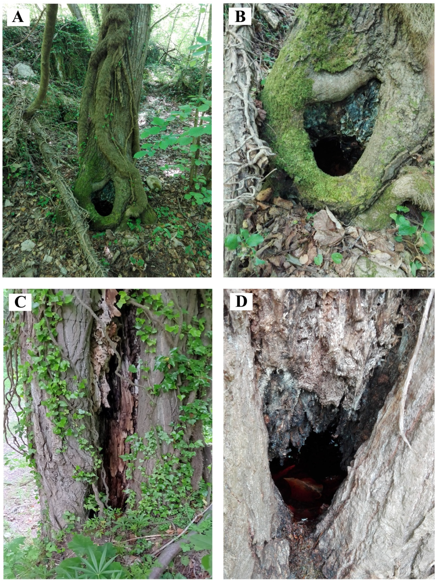 Diversity 14 00532 g014 Diversity 14 00532 g014