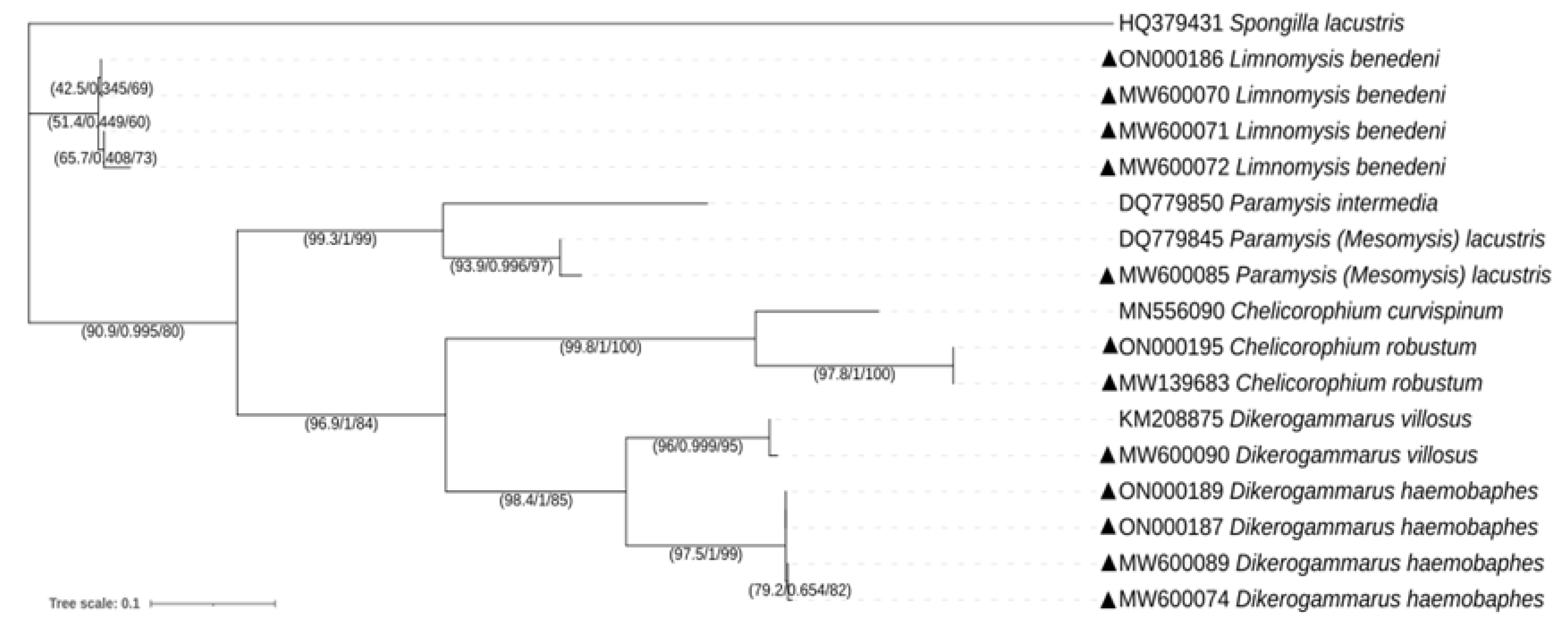 Diversity 14 00533 g003