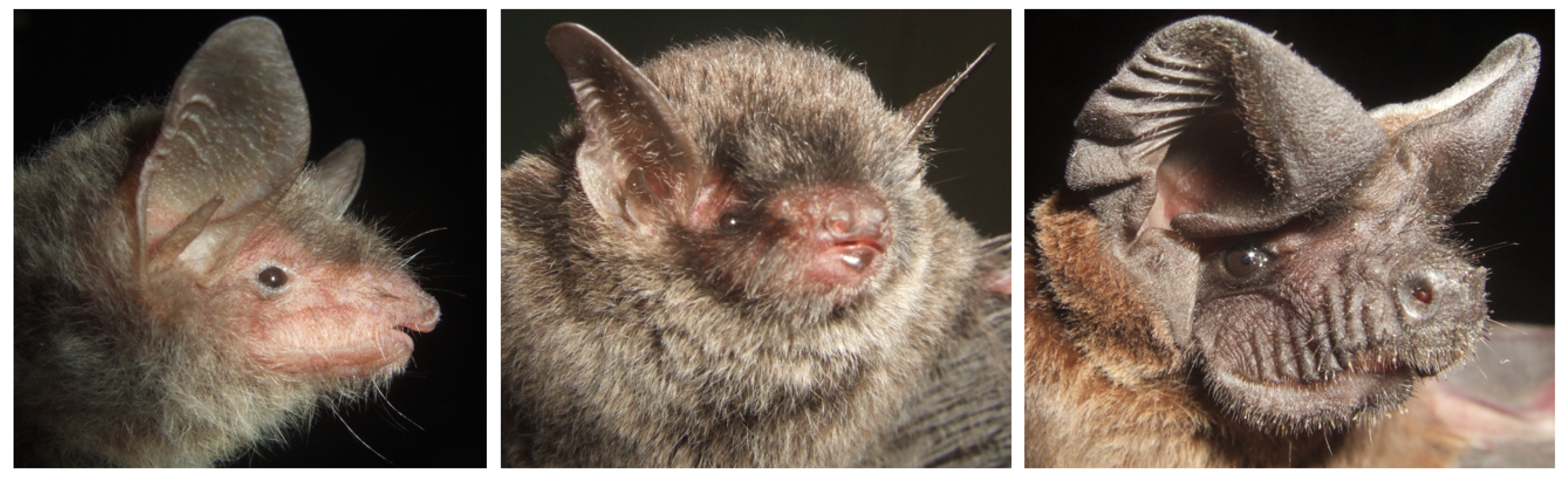 Diversity 14 00534 g004 Diversity 14 00534 g004