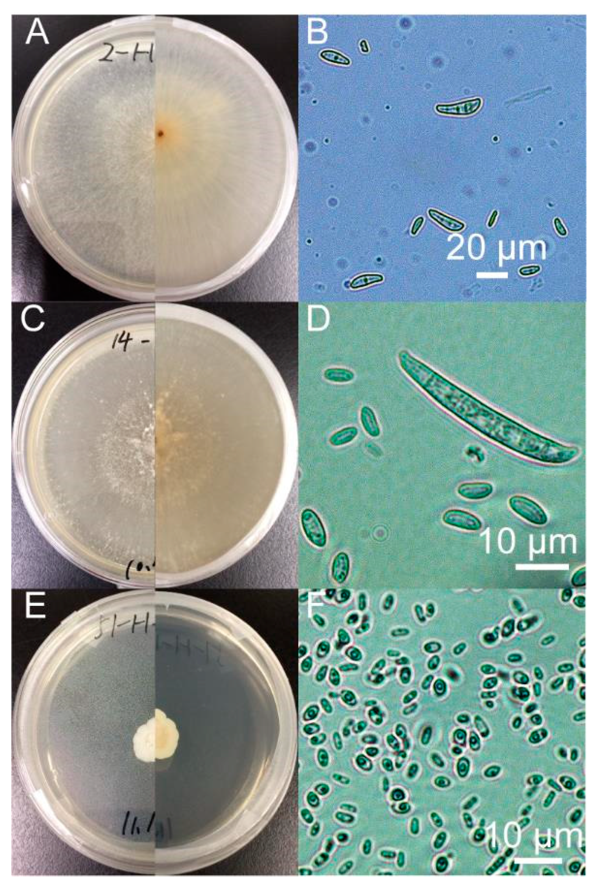 Diversity 14 00535 g002