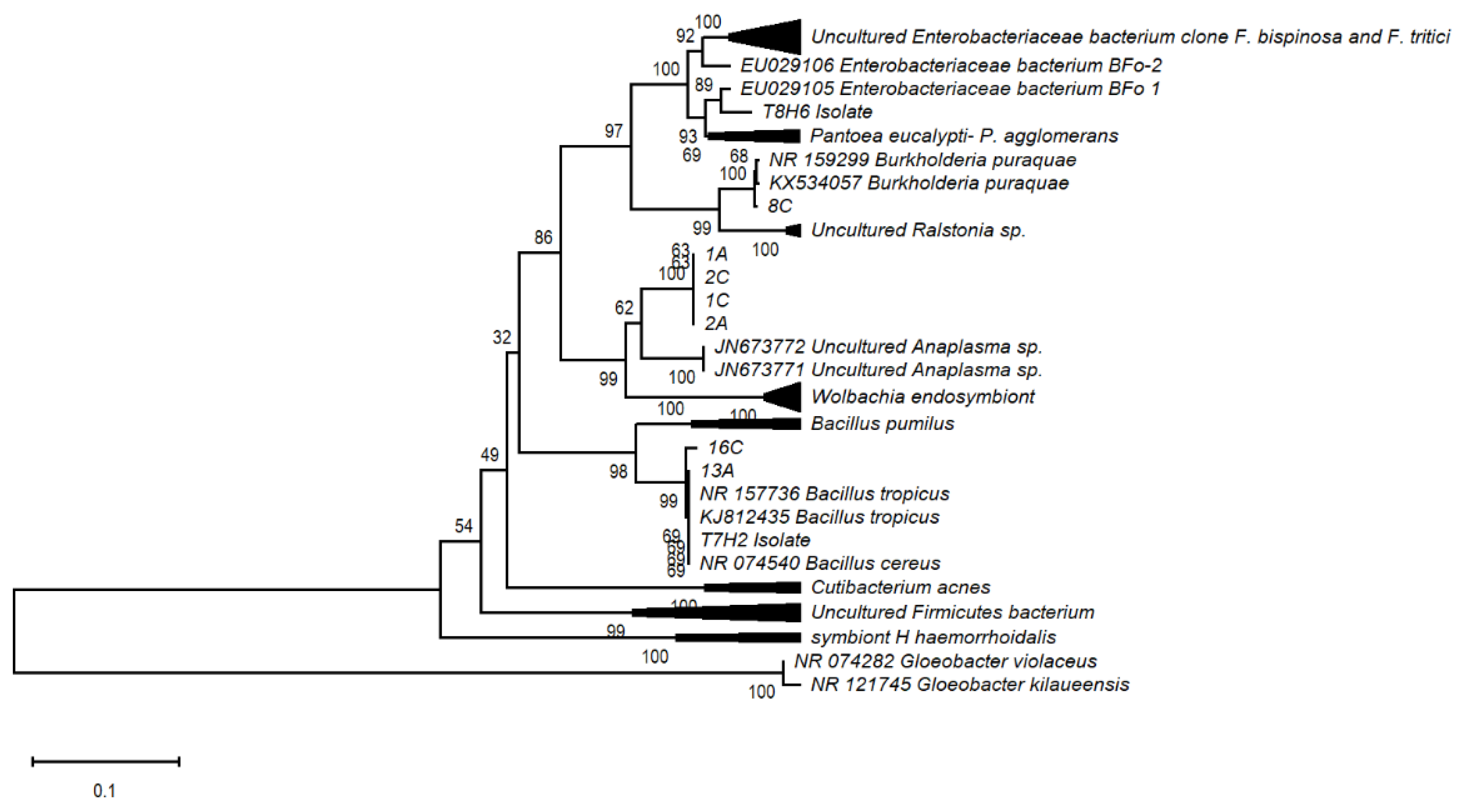 Diversity 14 00540 g004