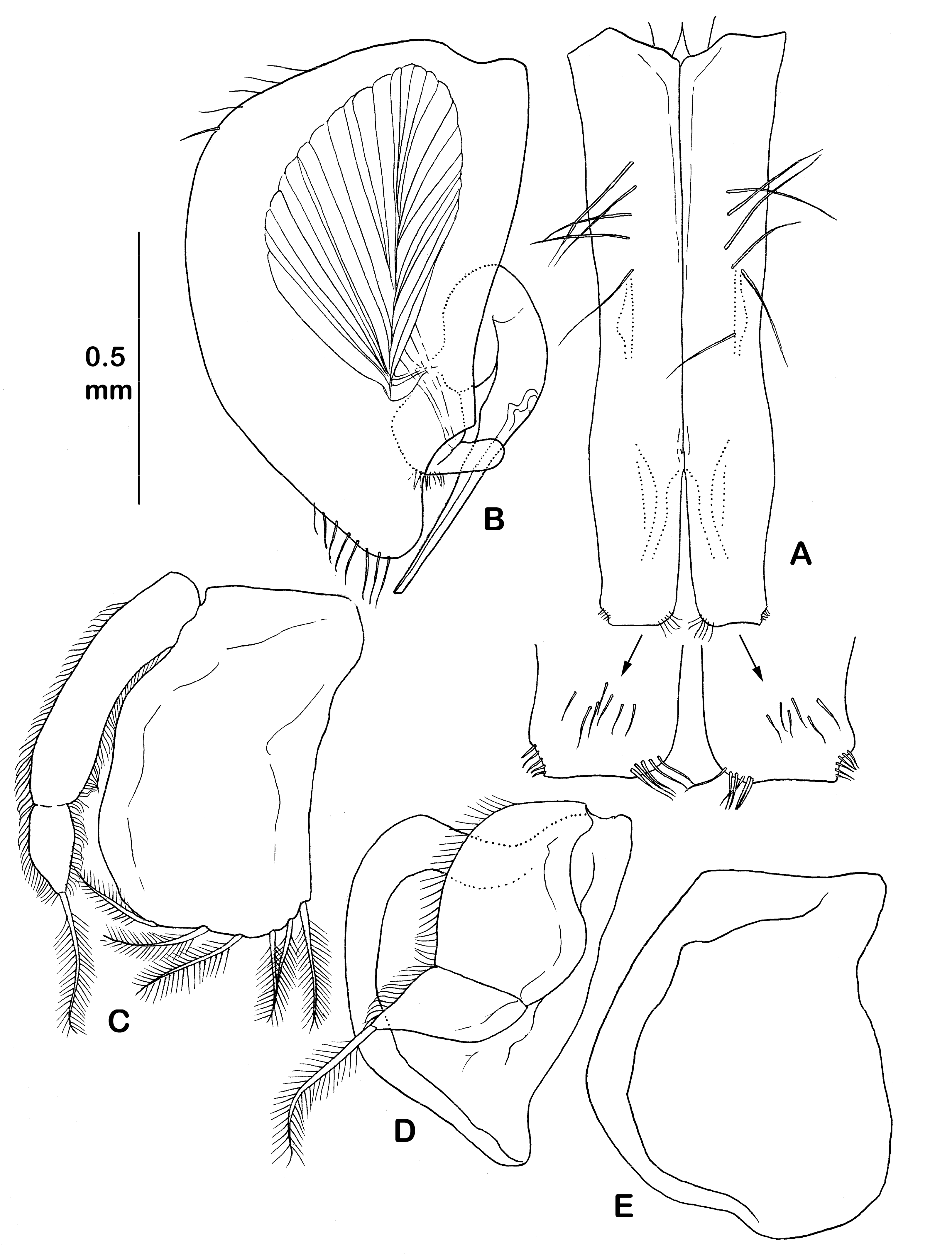 Diversity 14 00545 g013 550
