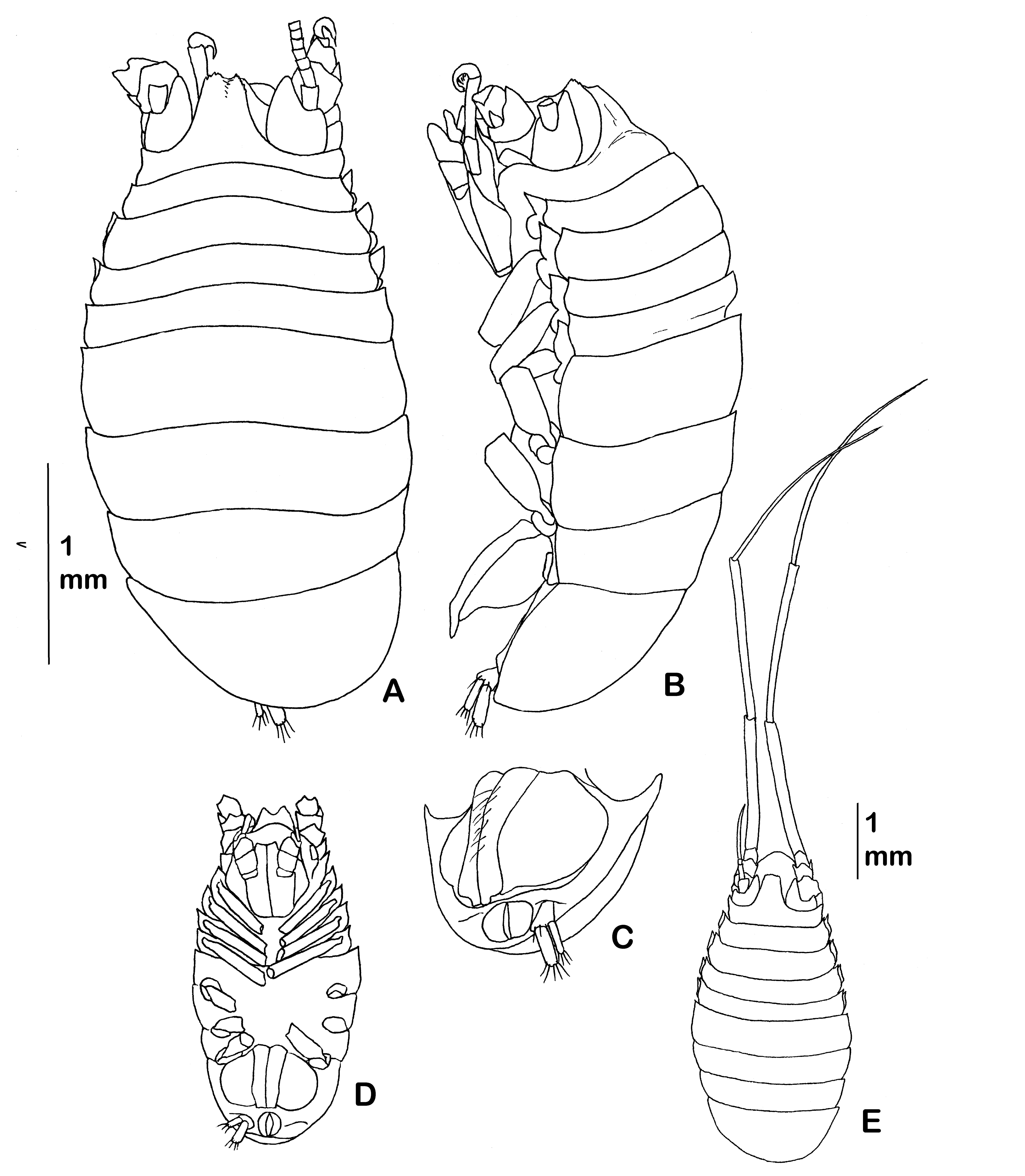 Diversity 14 00545 g017 550