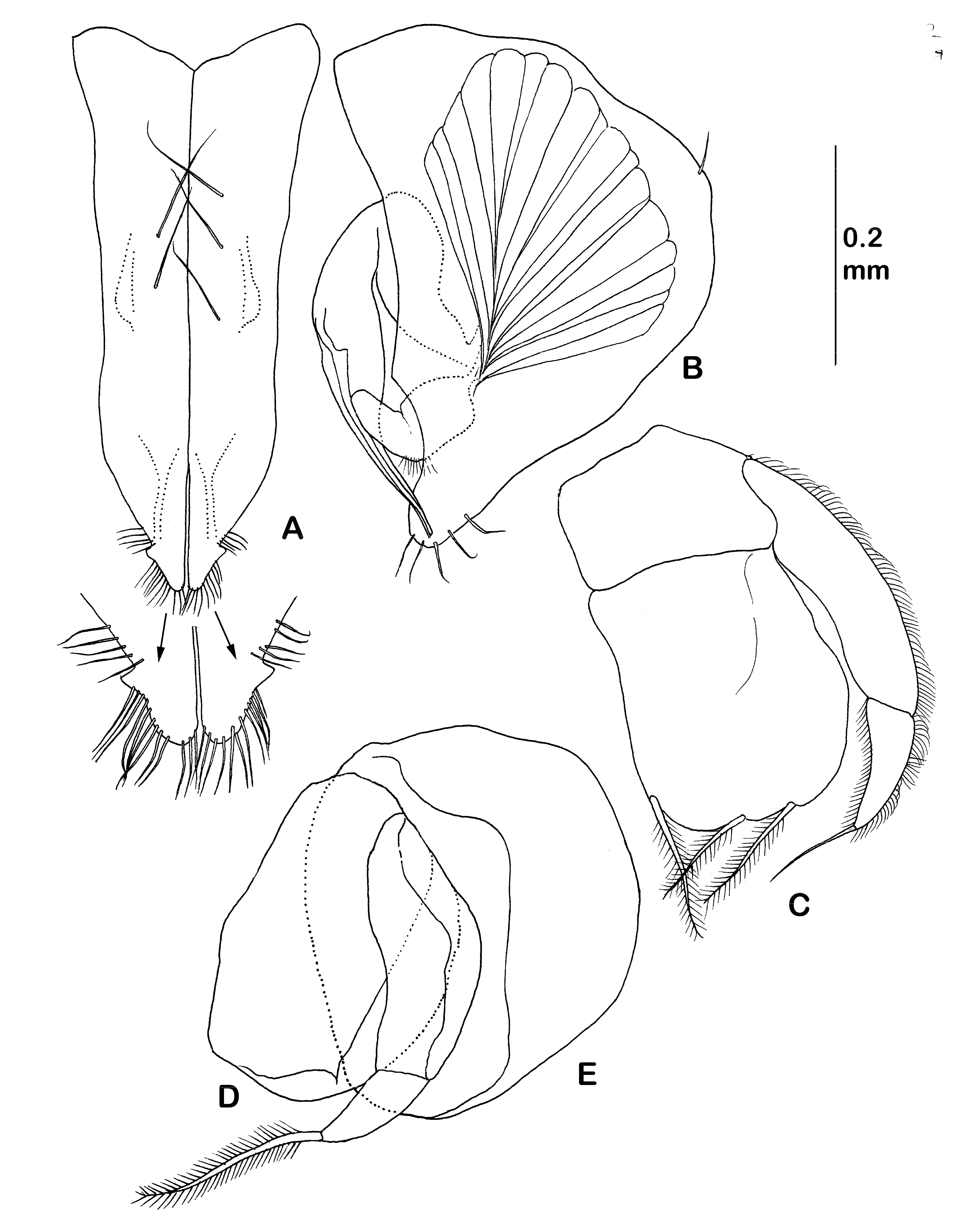 Diversity 14 00545 g024 550