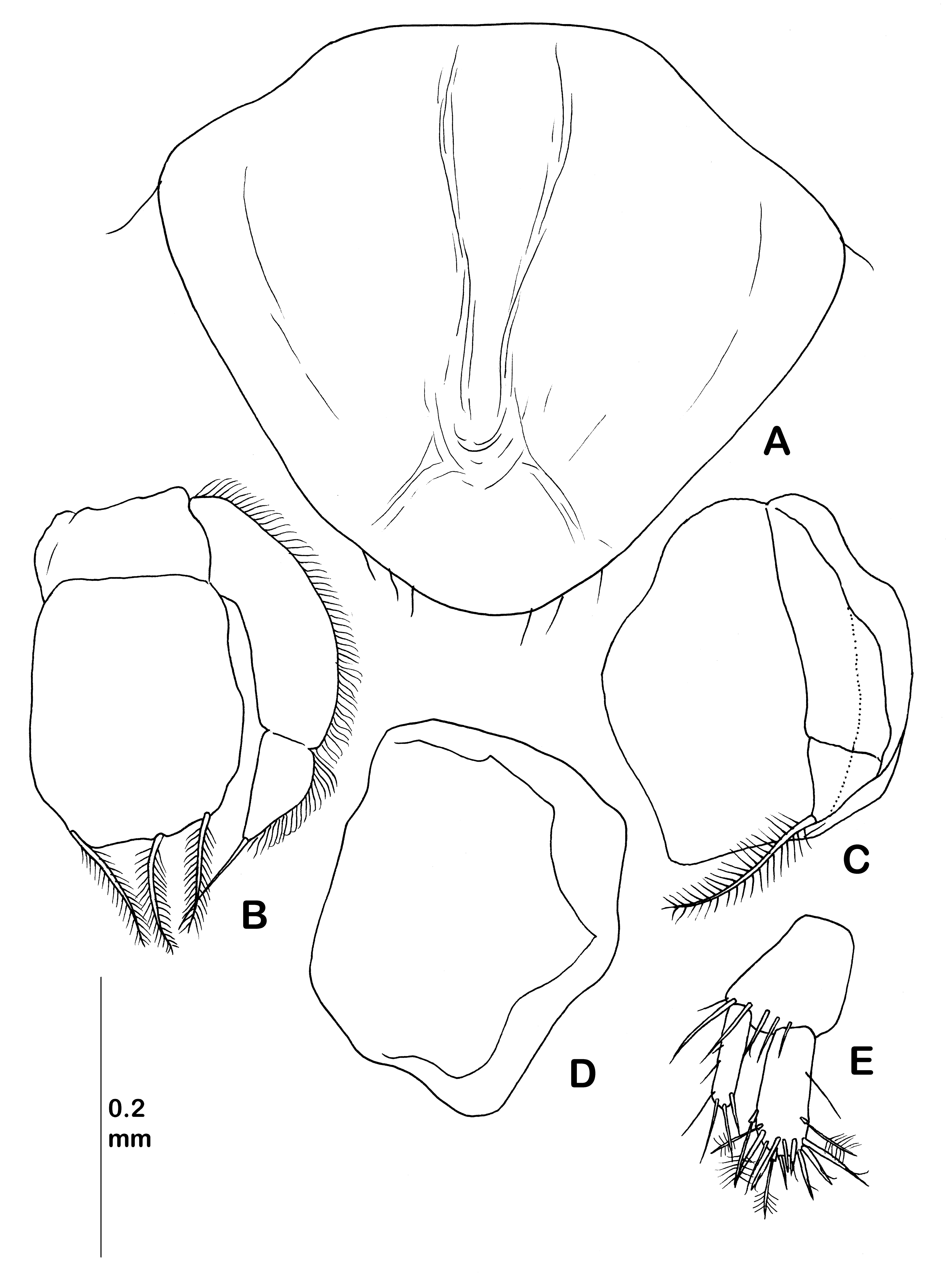 Diversity 14 00545 g037 550