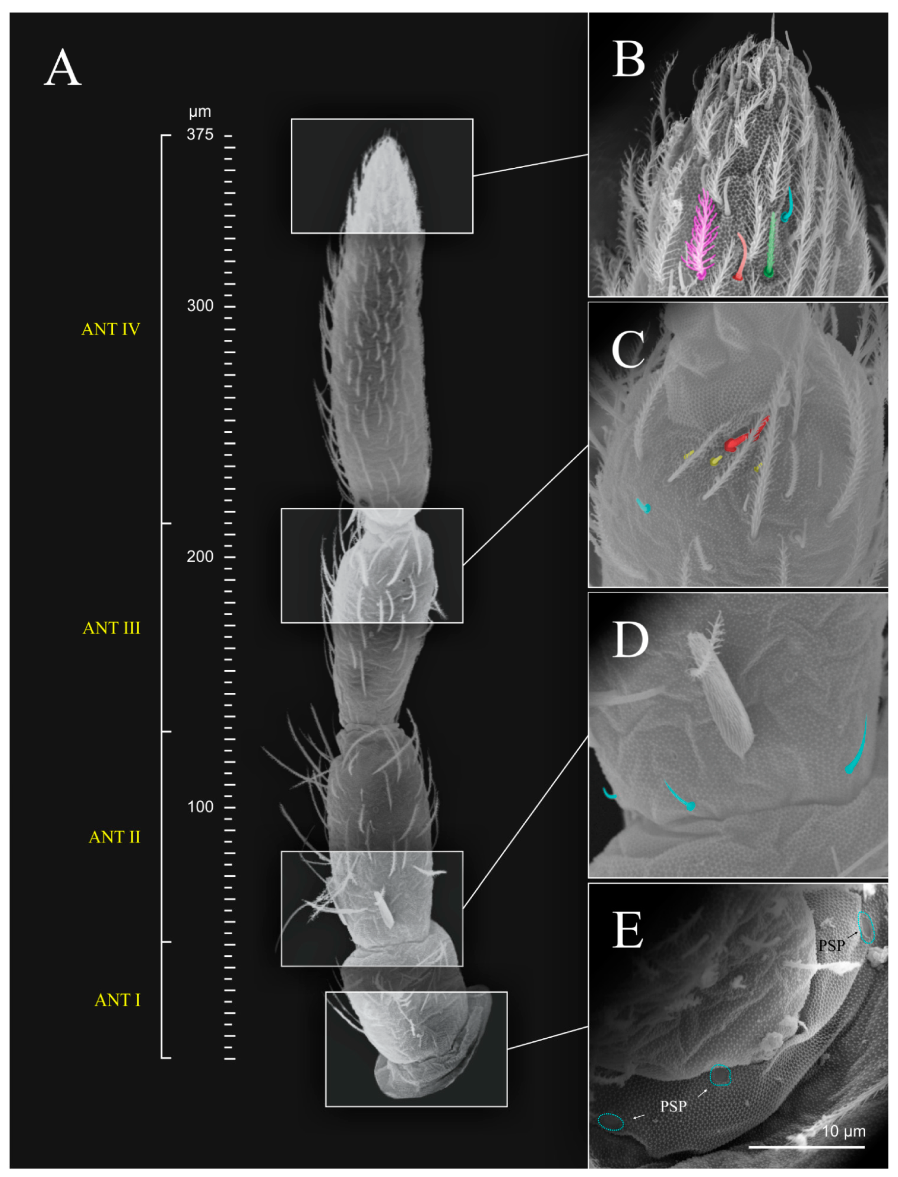 Diversity 14 00553 g007 Diversity 14 00553 g007
