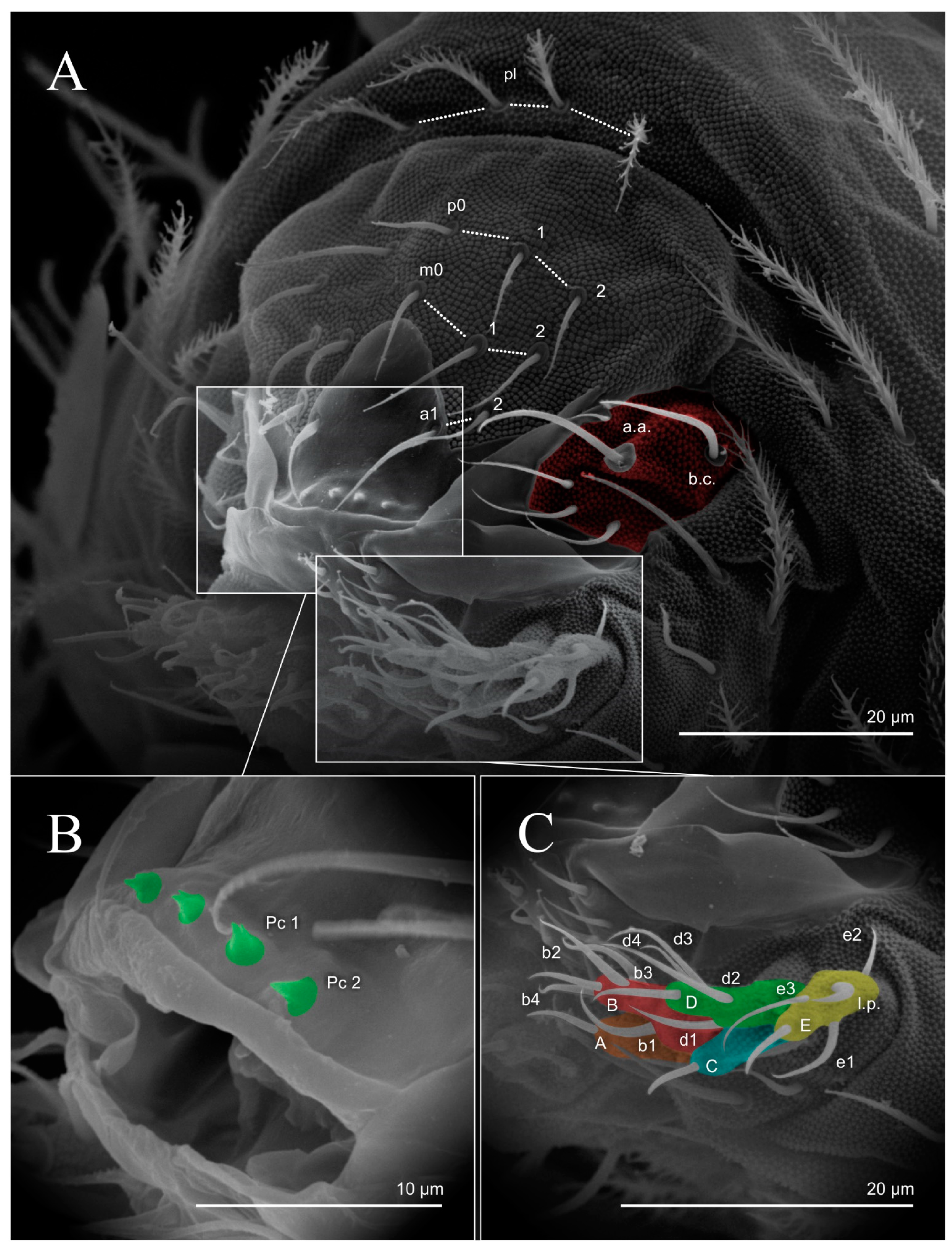 Diversity 14 00553 g008 Diversity 14 00553 g008