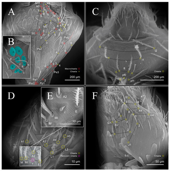 Synthesis of Brazilian Entomobryomorpha (Collembola: Hexapoda