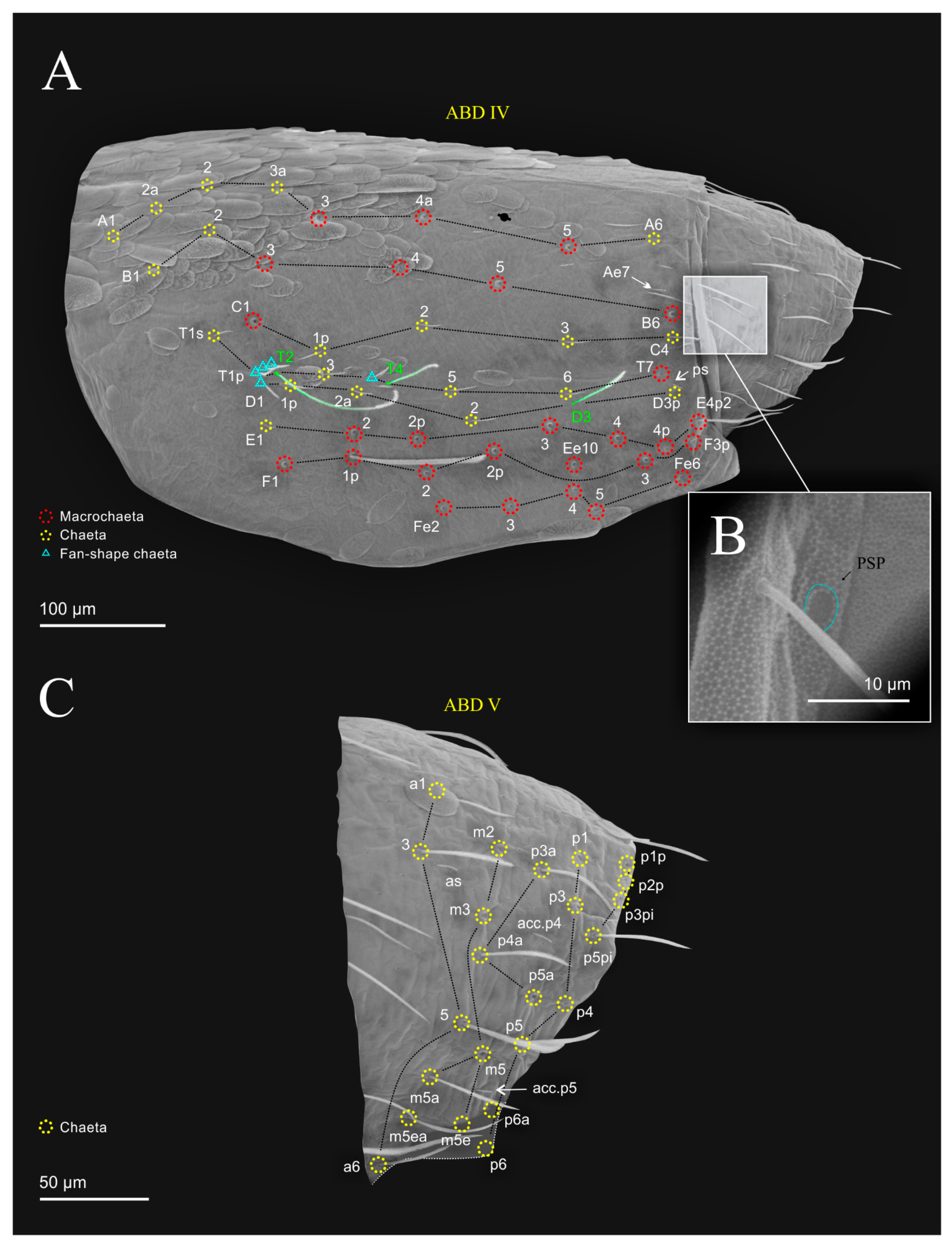 Diversity 14 00553 g011 Diversity 14 00553 g011