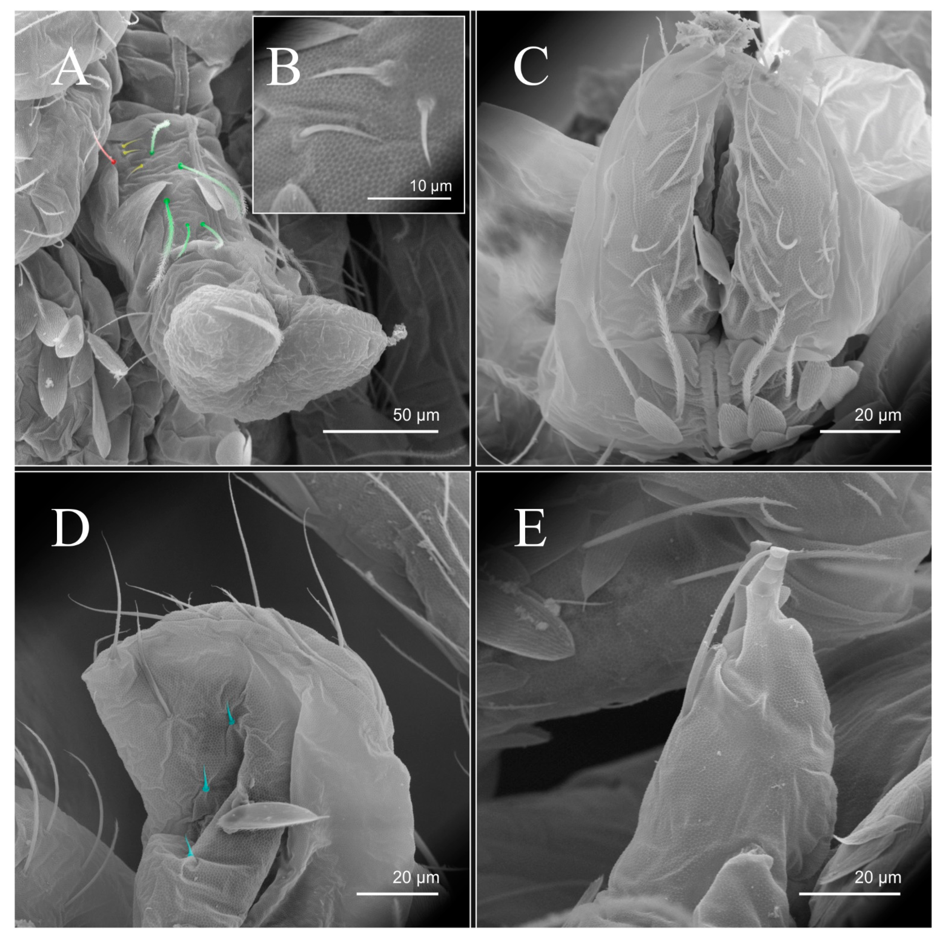 Diversity 14 00553 g013 Diversity 14 00553 g013