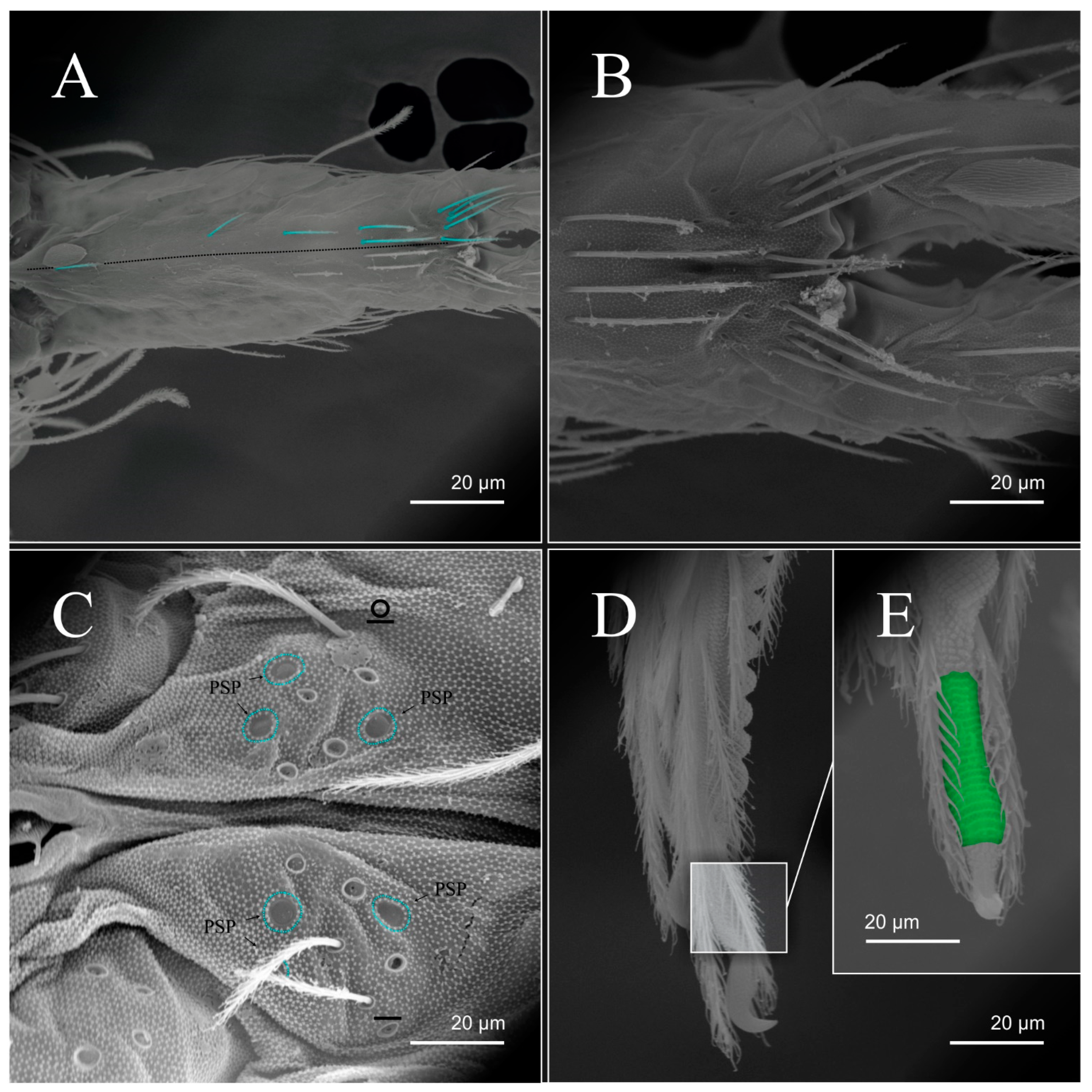 Diversity 14 00553 g014 Diversity 14 00553 g014