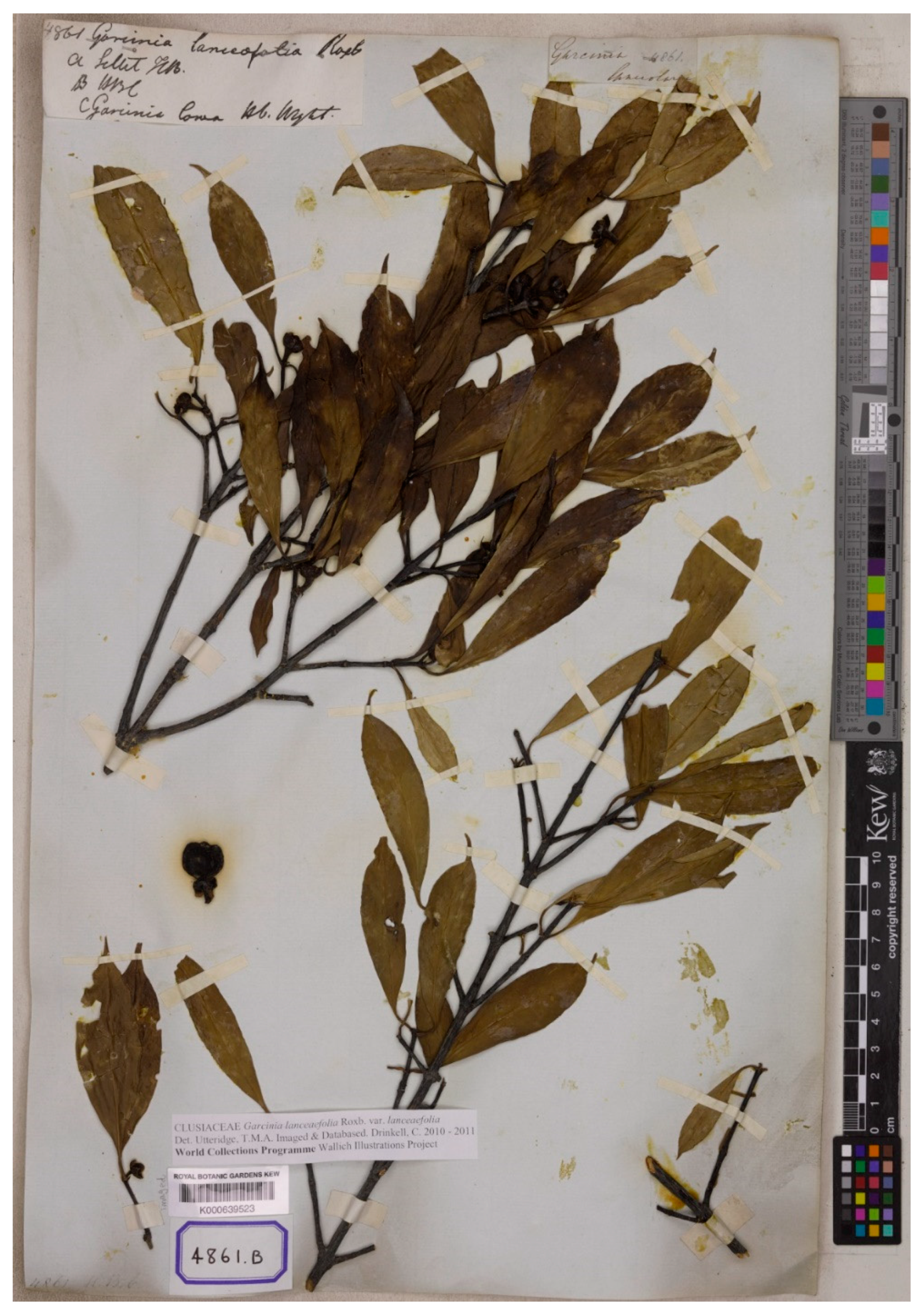 Diversity 14 00556 g005