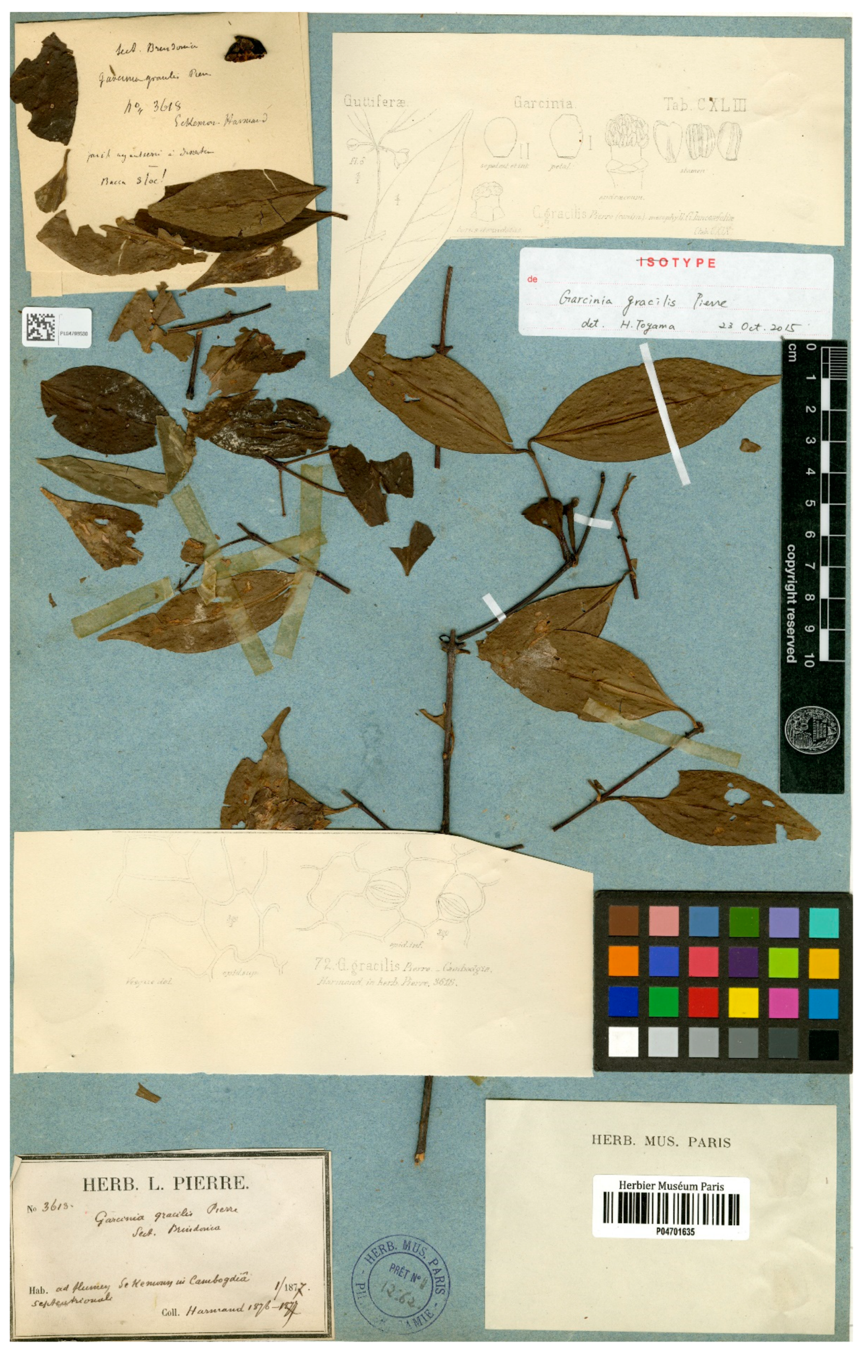 Diversity 14 00556 g006