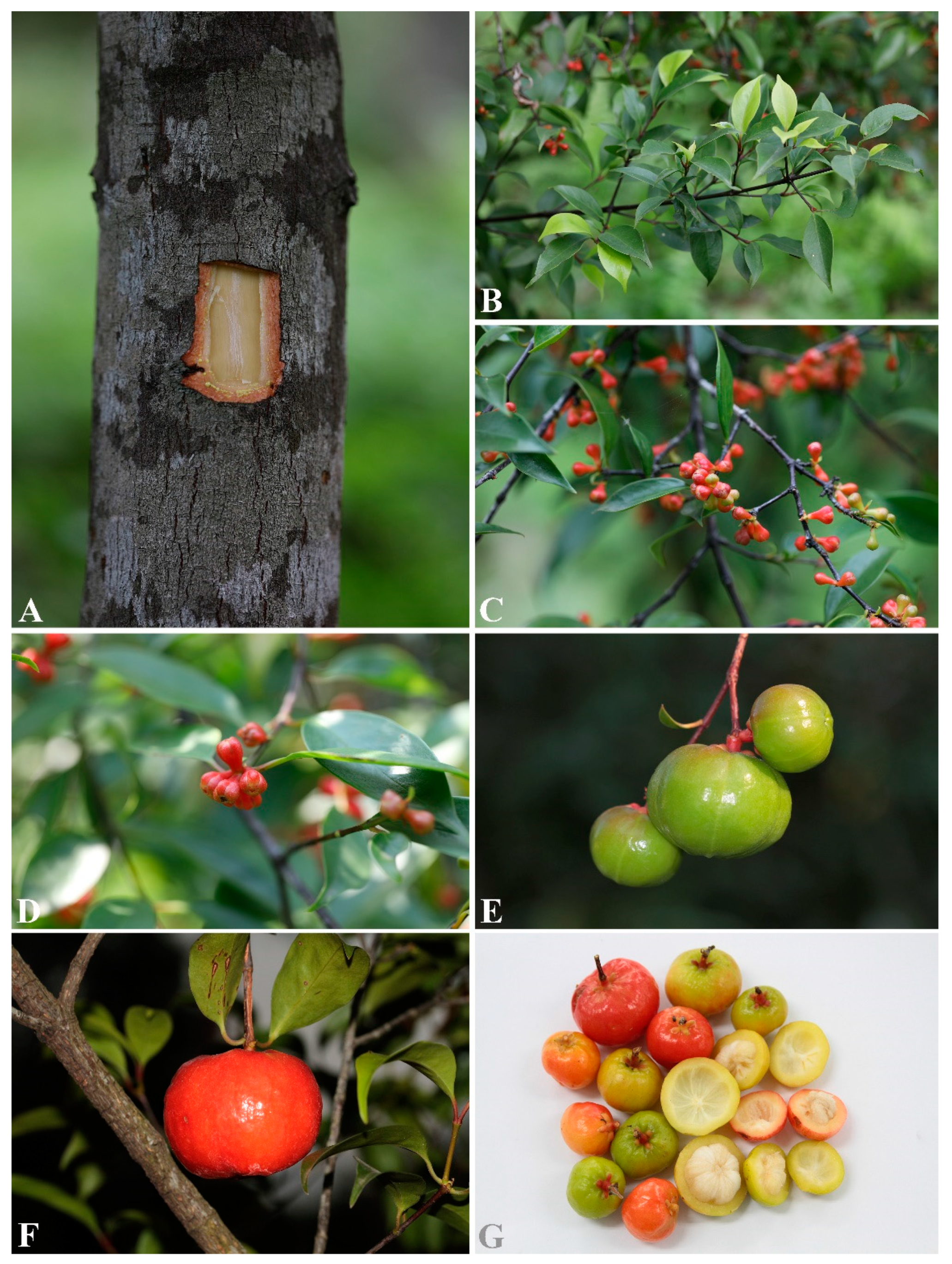 Diversity 14 00556 g007