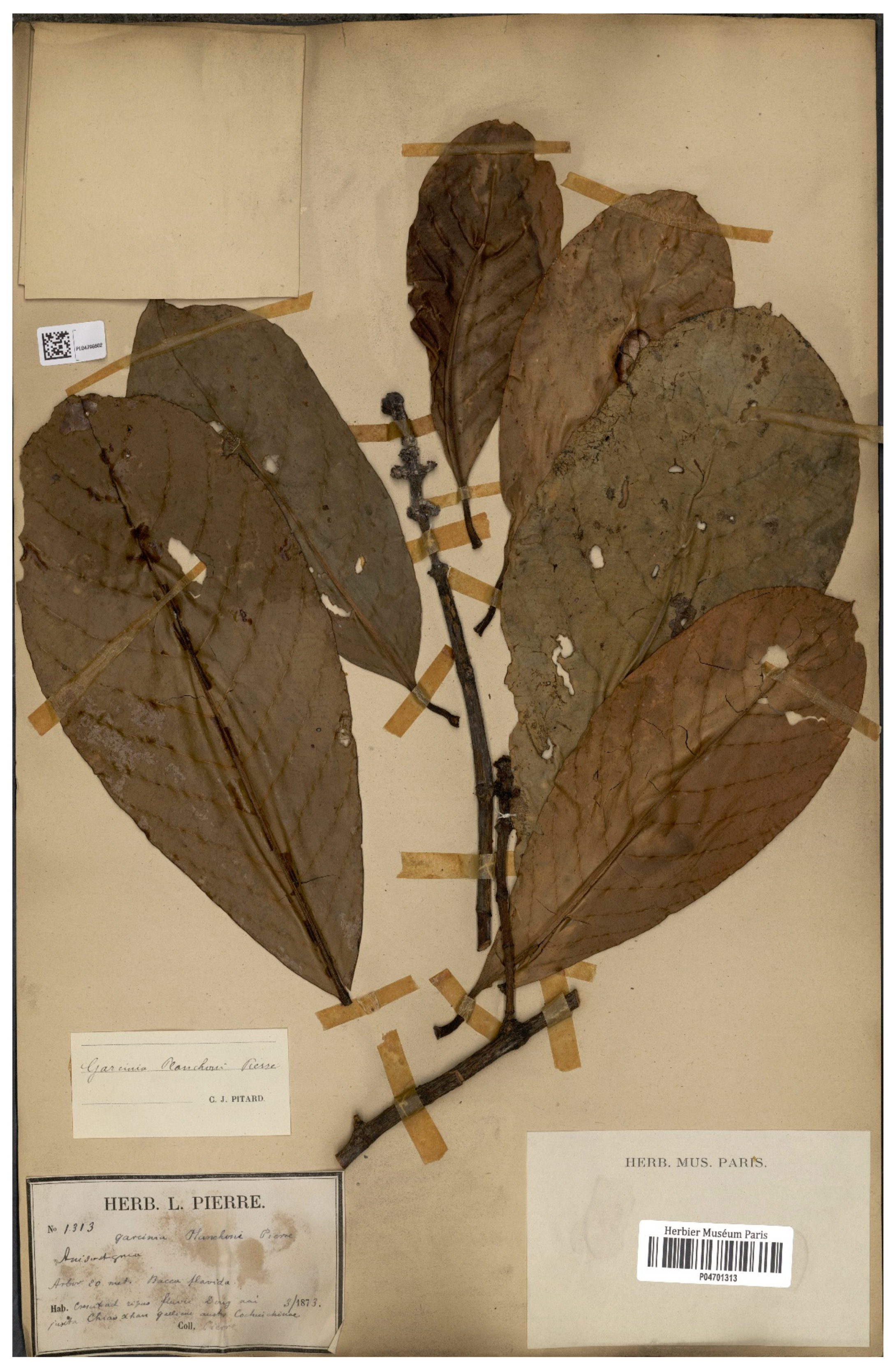 Diversity 14 00556 g010