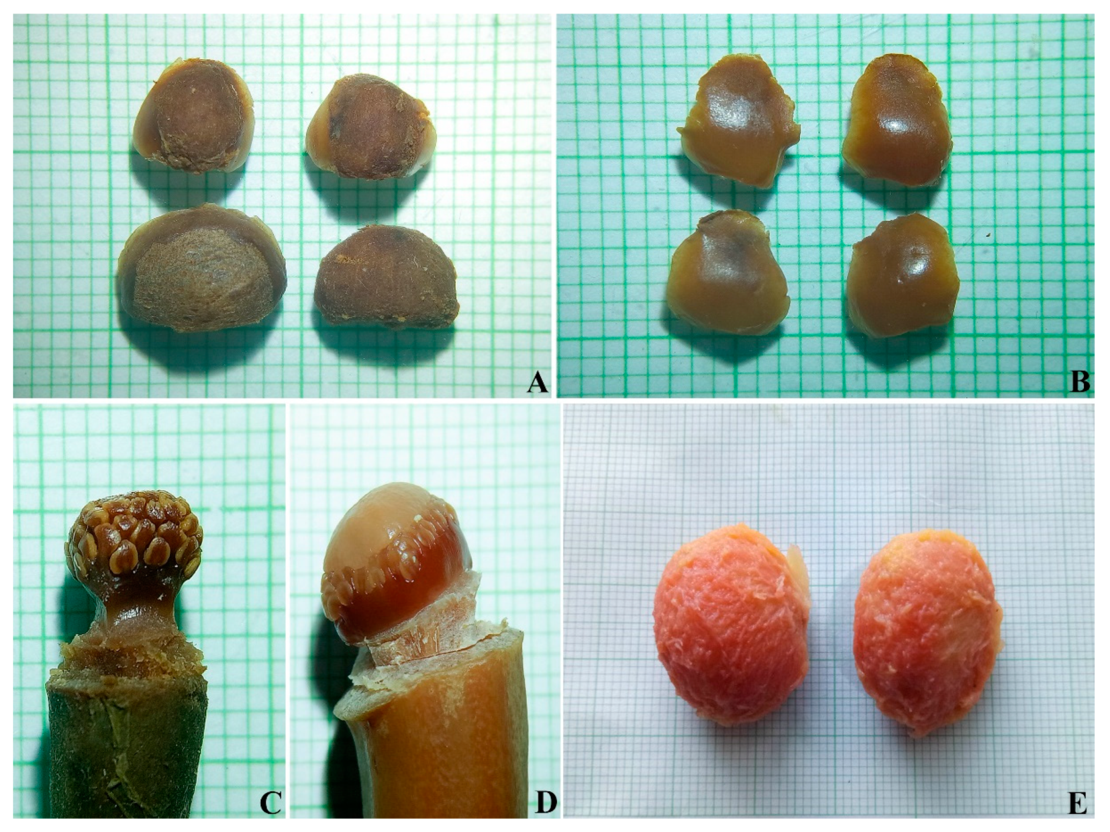 Diversity 14 00556 g012