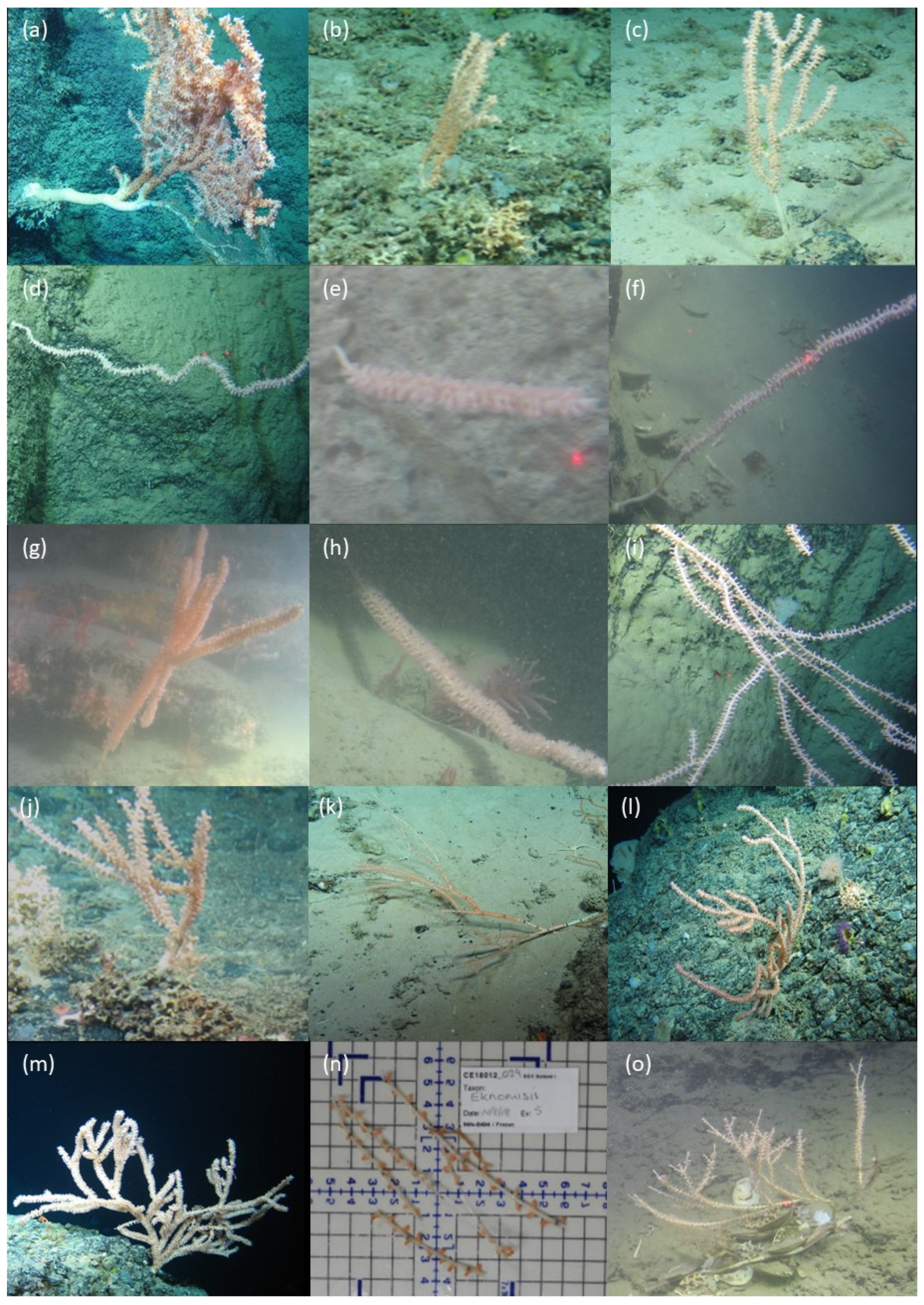 Diversity 14 00576 g002