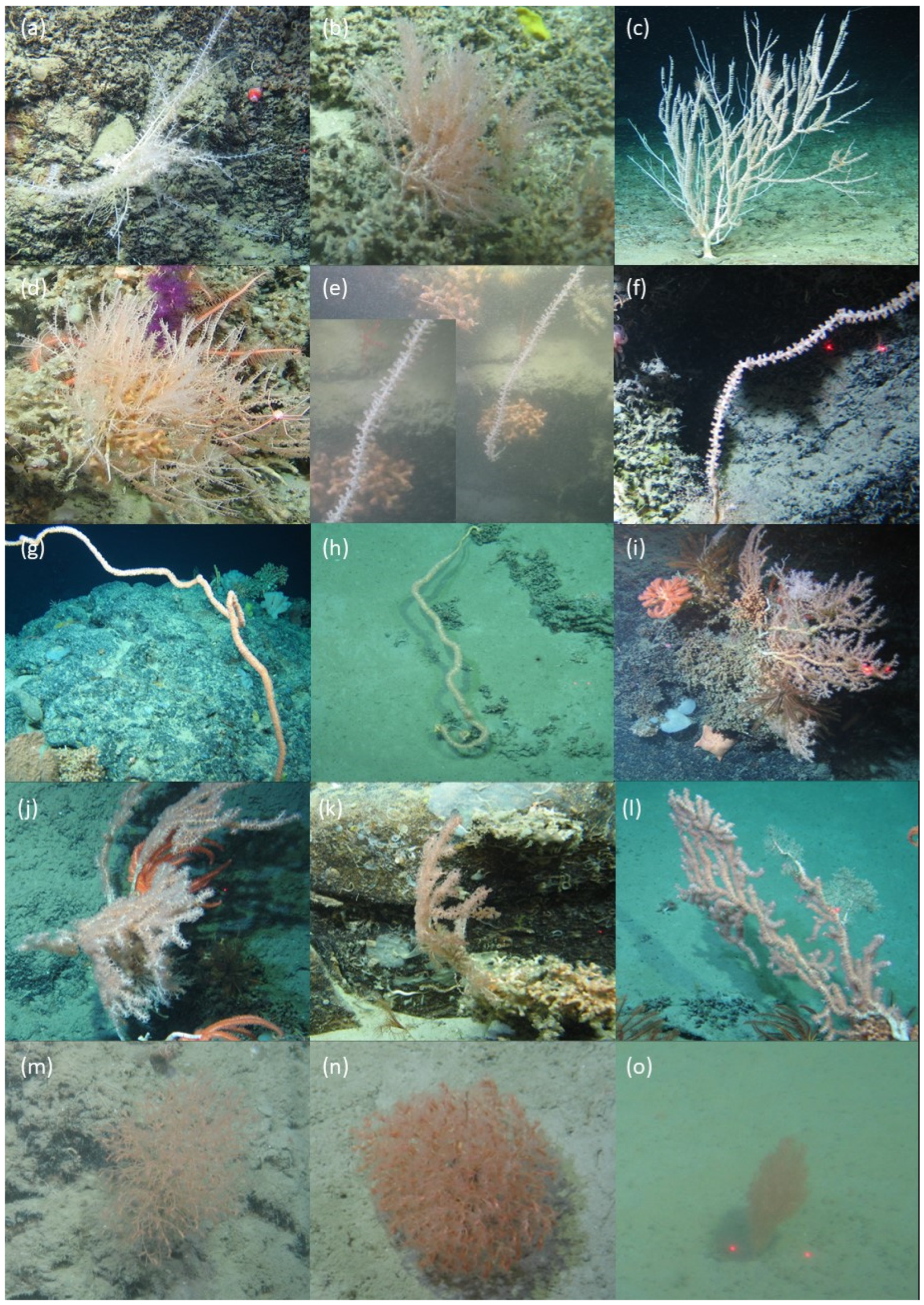 Diversity 14 00576 g003