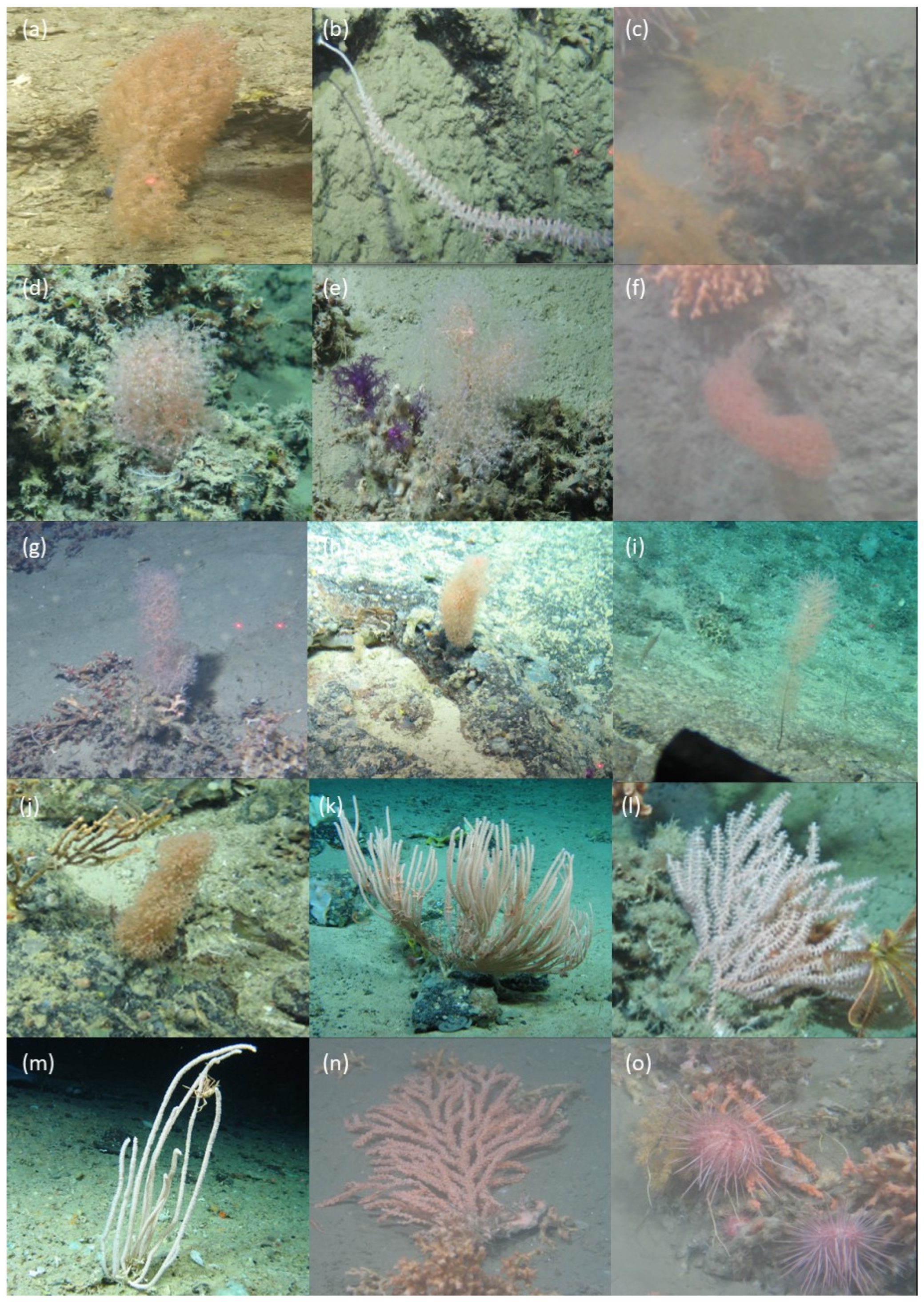 Diversity 14 00576 g004