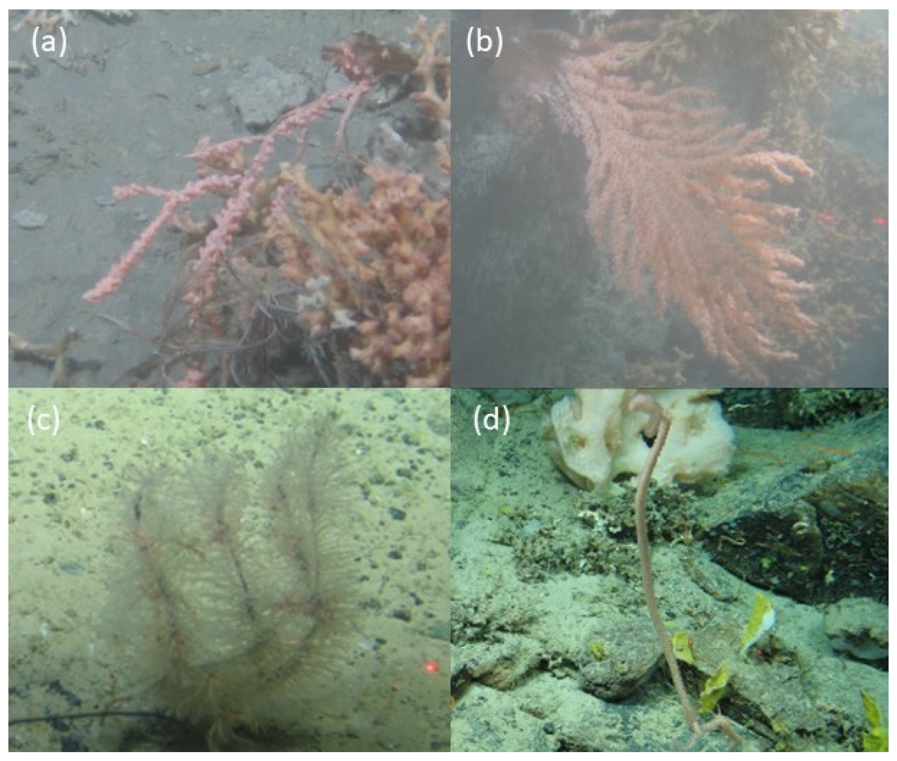 Diversity 14 00576 g005