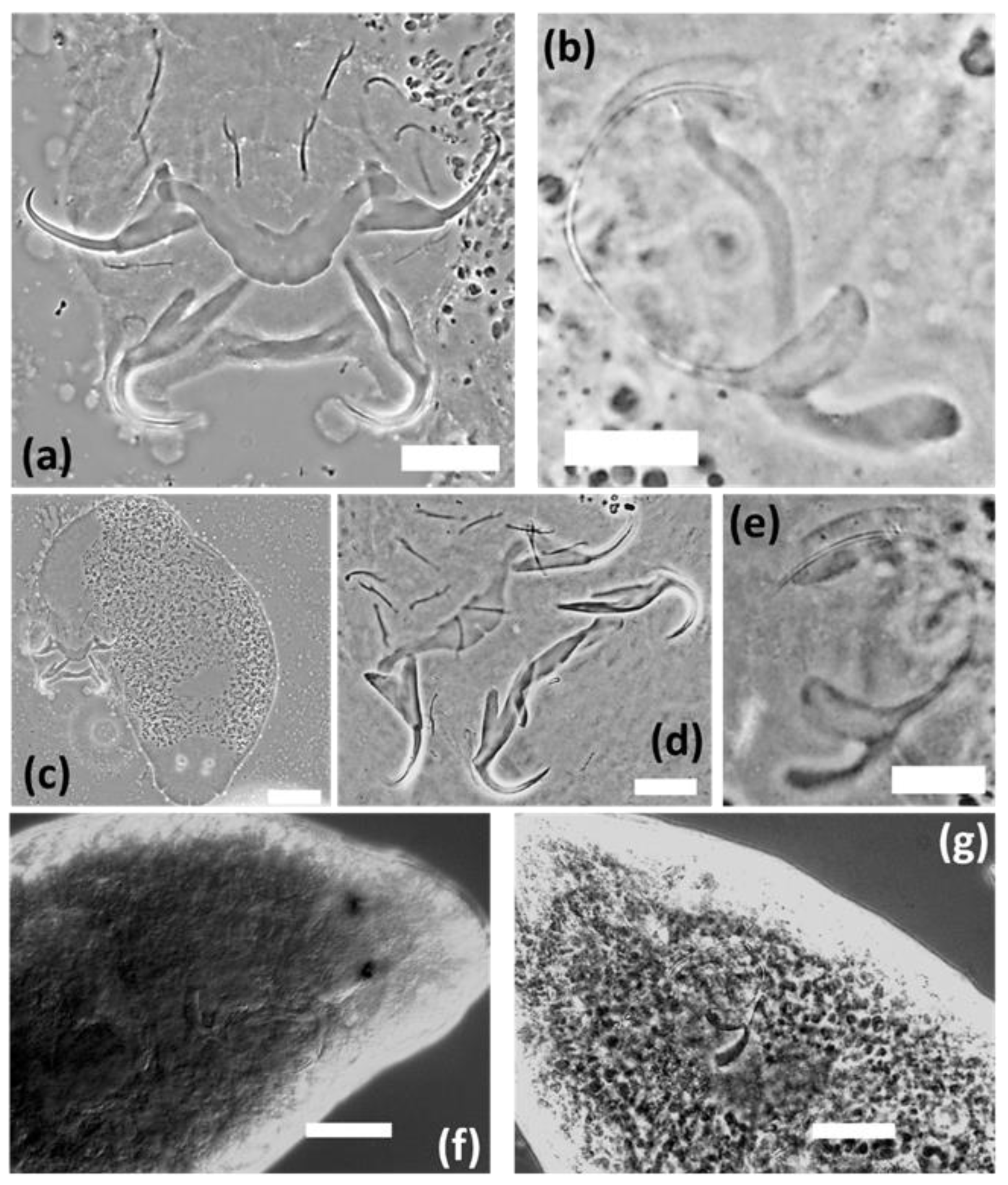 Diversity 14 00580 g001 550