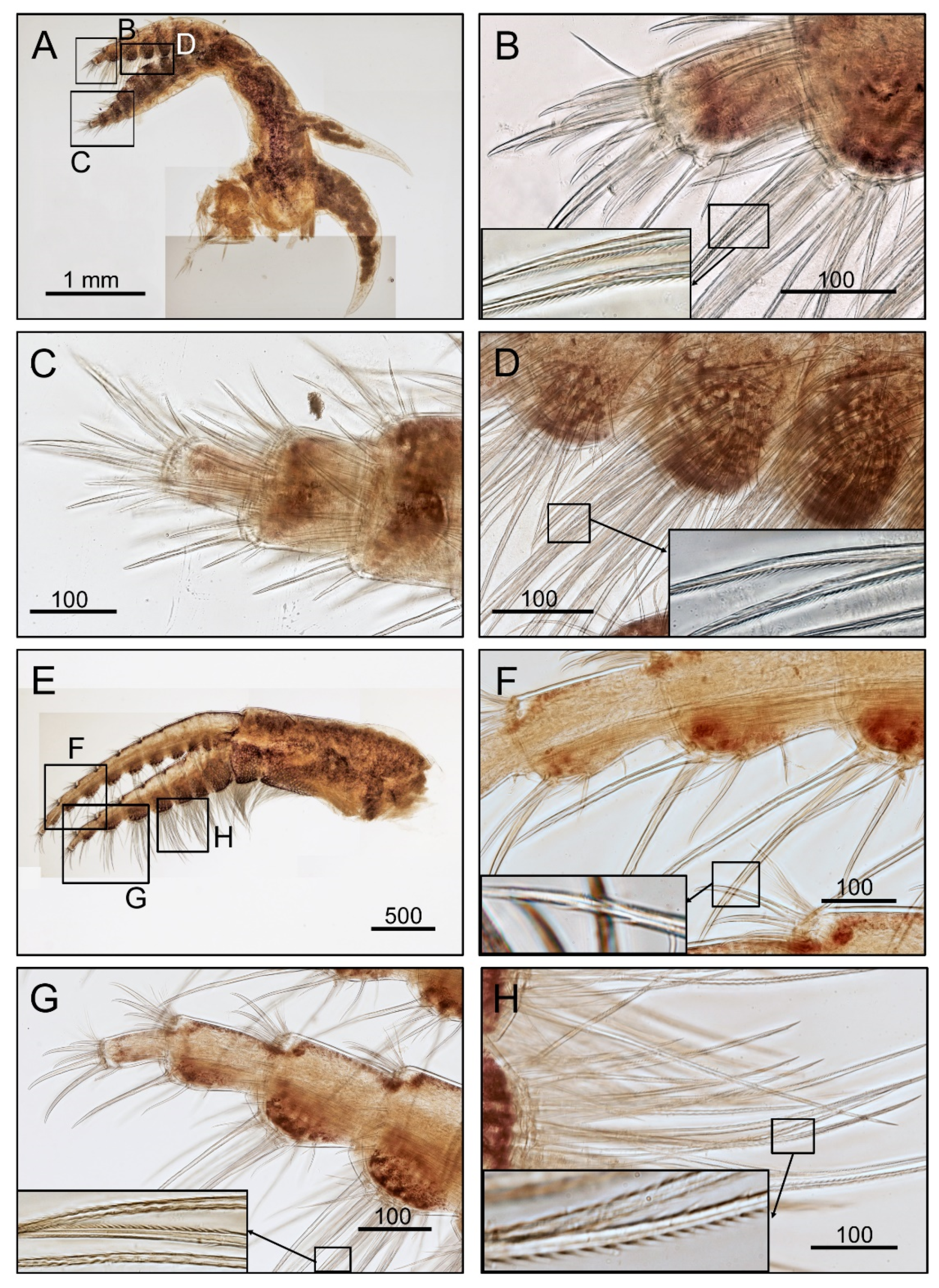 Diversity 14 00593 g002 Diversity 14 00593 g002