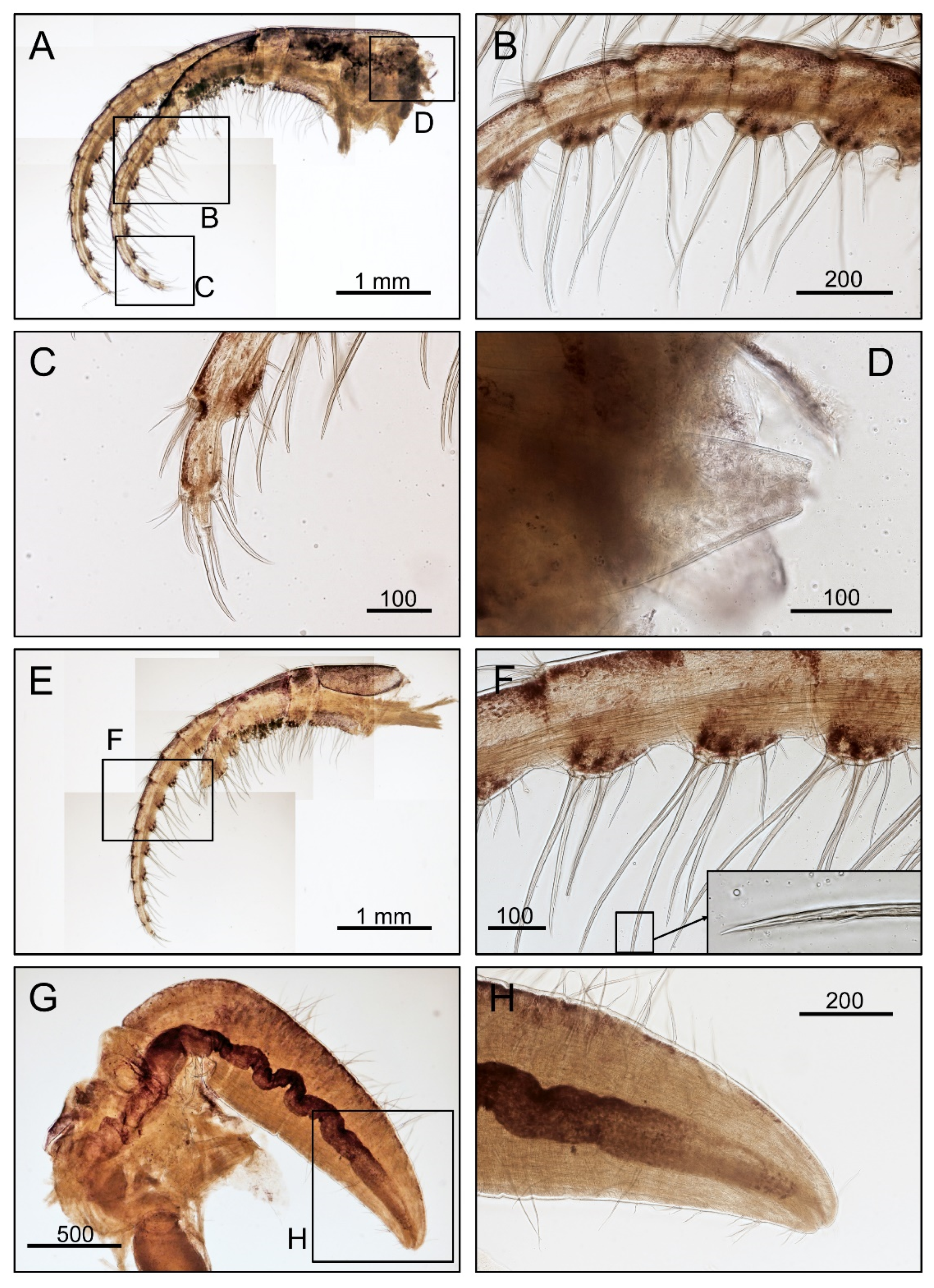 Diversity 14 00593 g004 Diversity 14 00593 g004