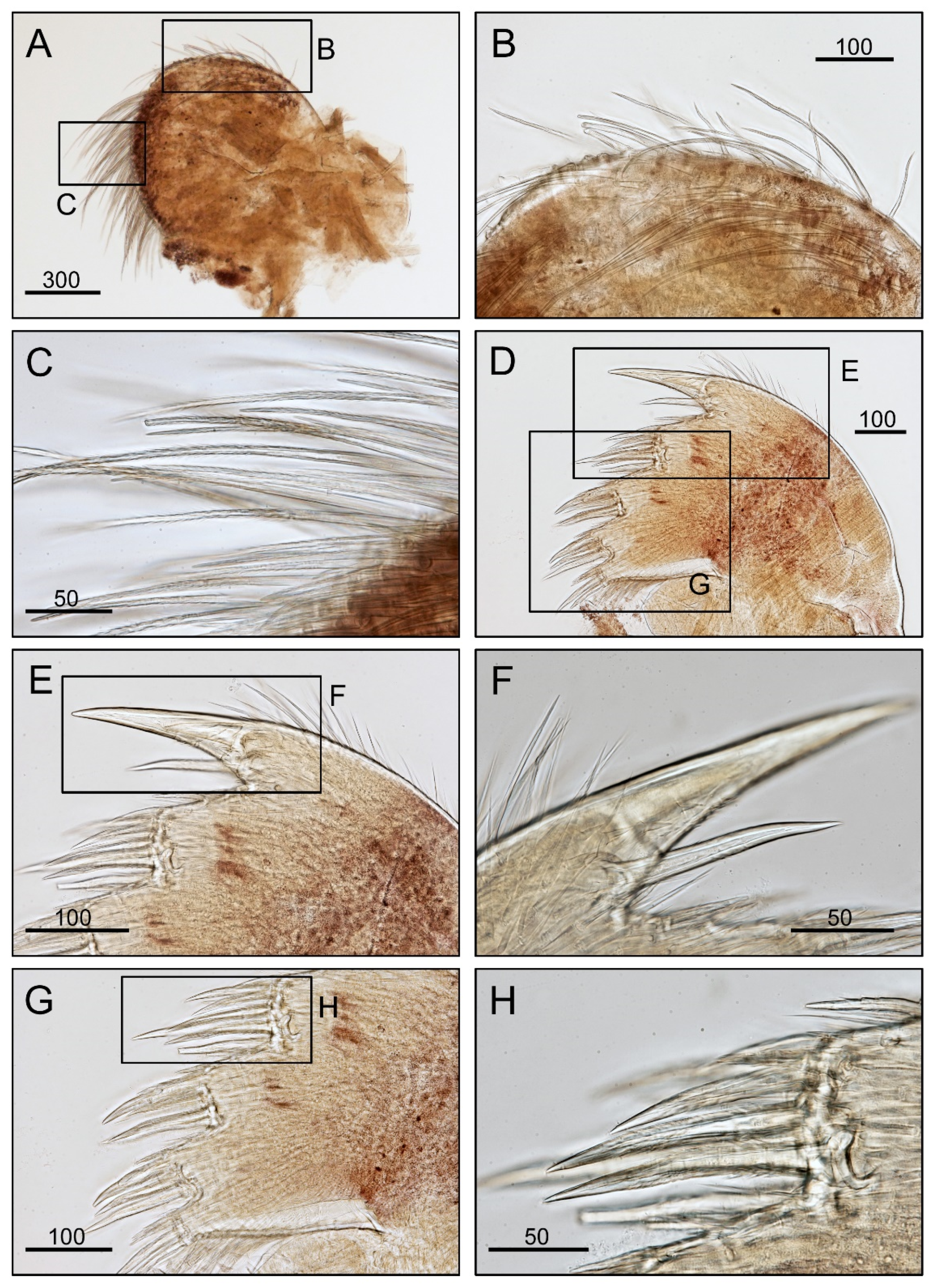 Diversity 14 00593 g005 Diversity 14 00593 g005