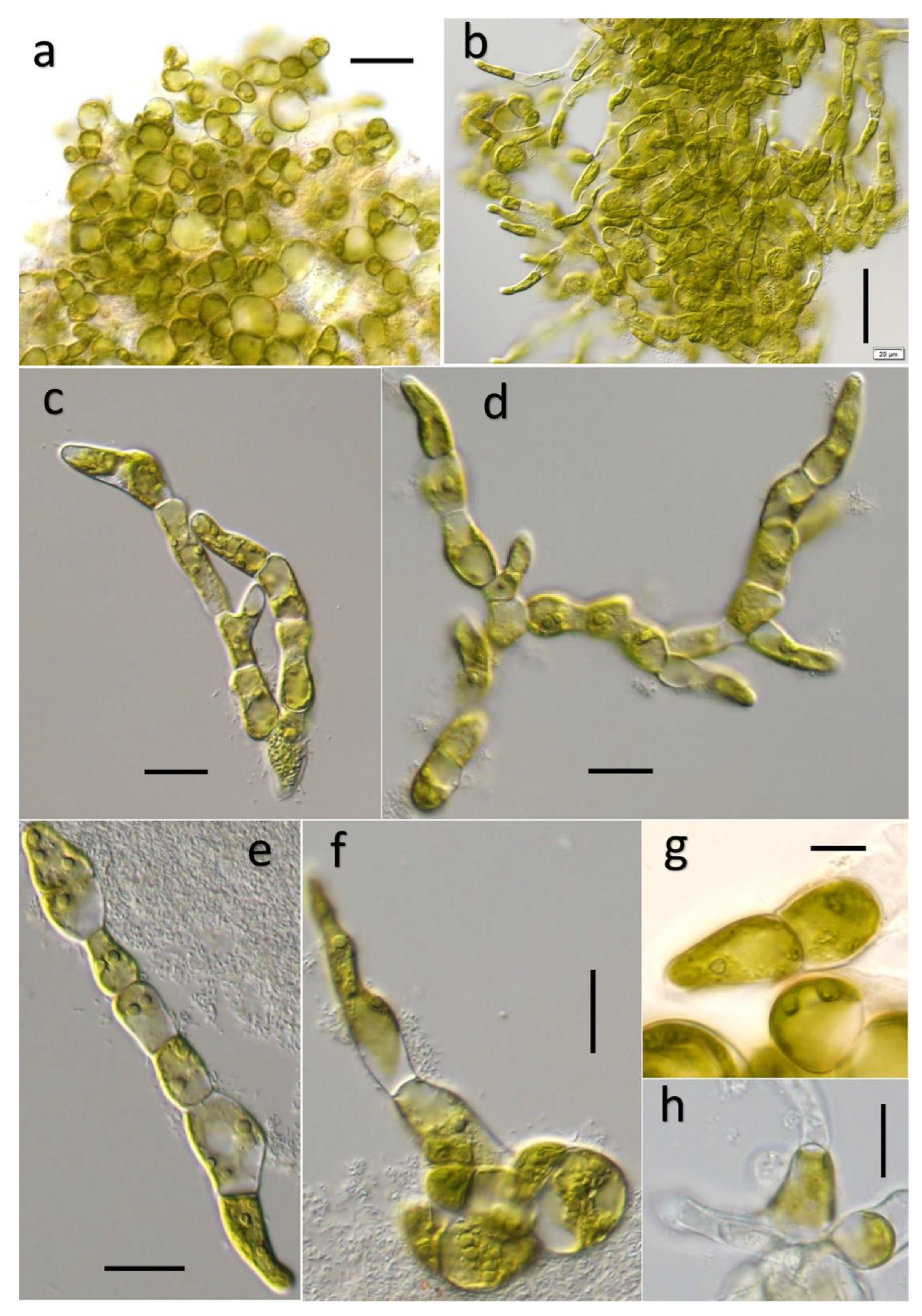 Diversity 14 00594 g003 Diversity 14 00594 g003