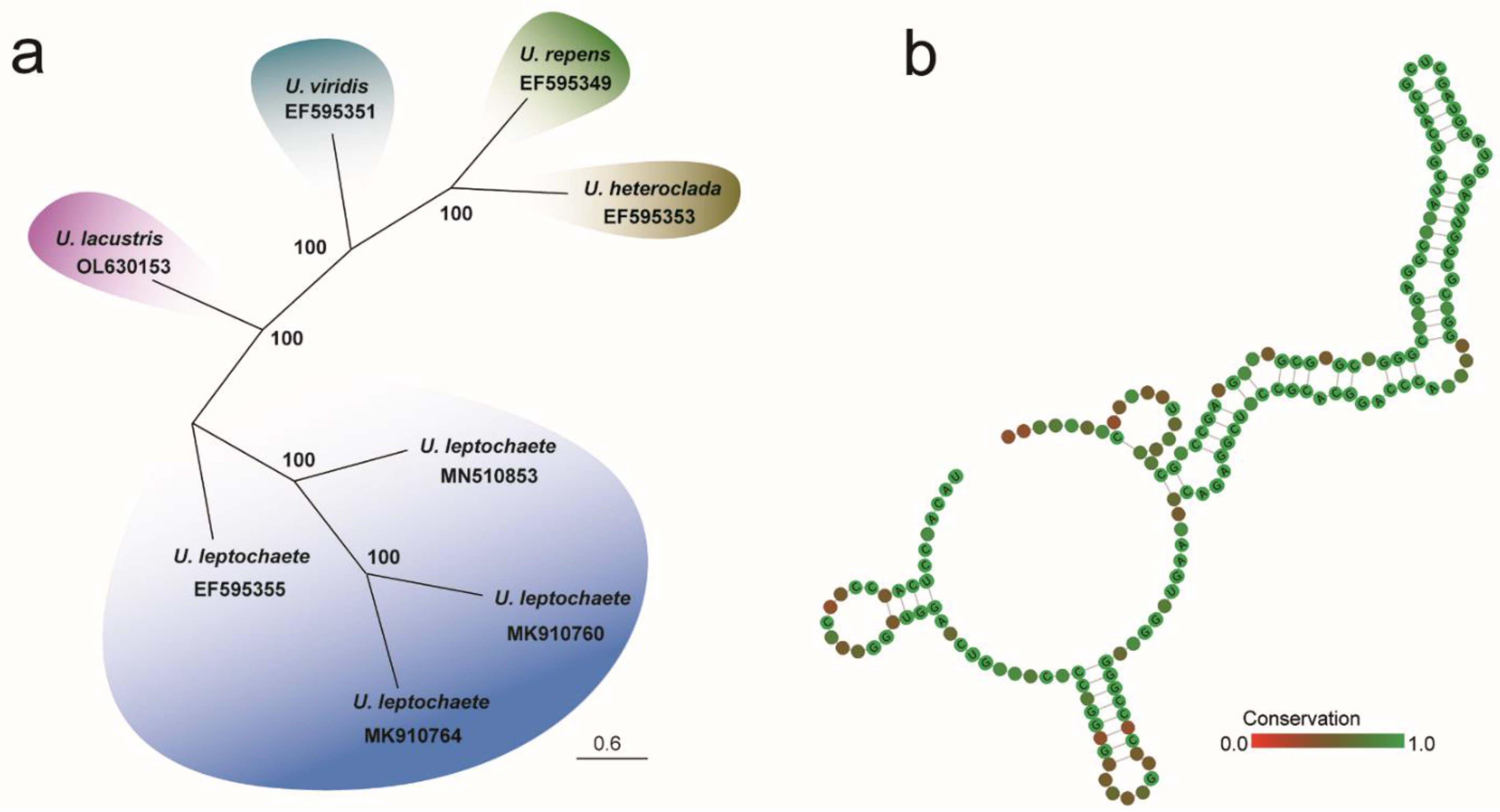 Diversity 14 00594 g006 Diversity 14 00594 g006
