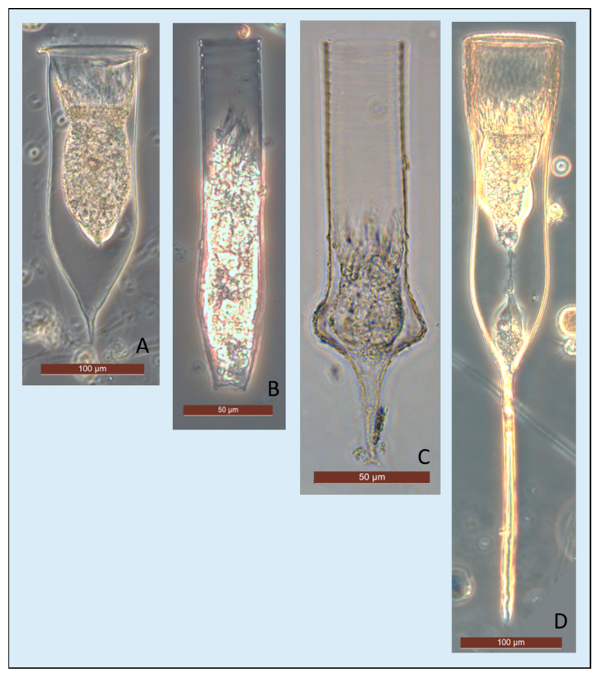 Diversity 14 00604 g005 Diversity 14 00604 g005