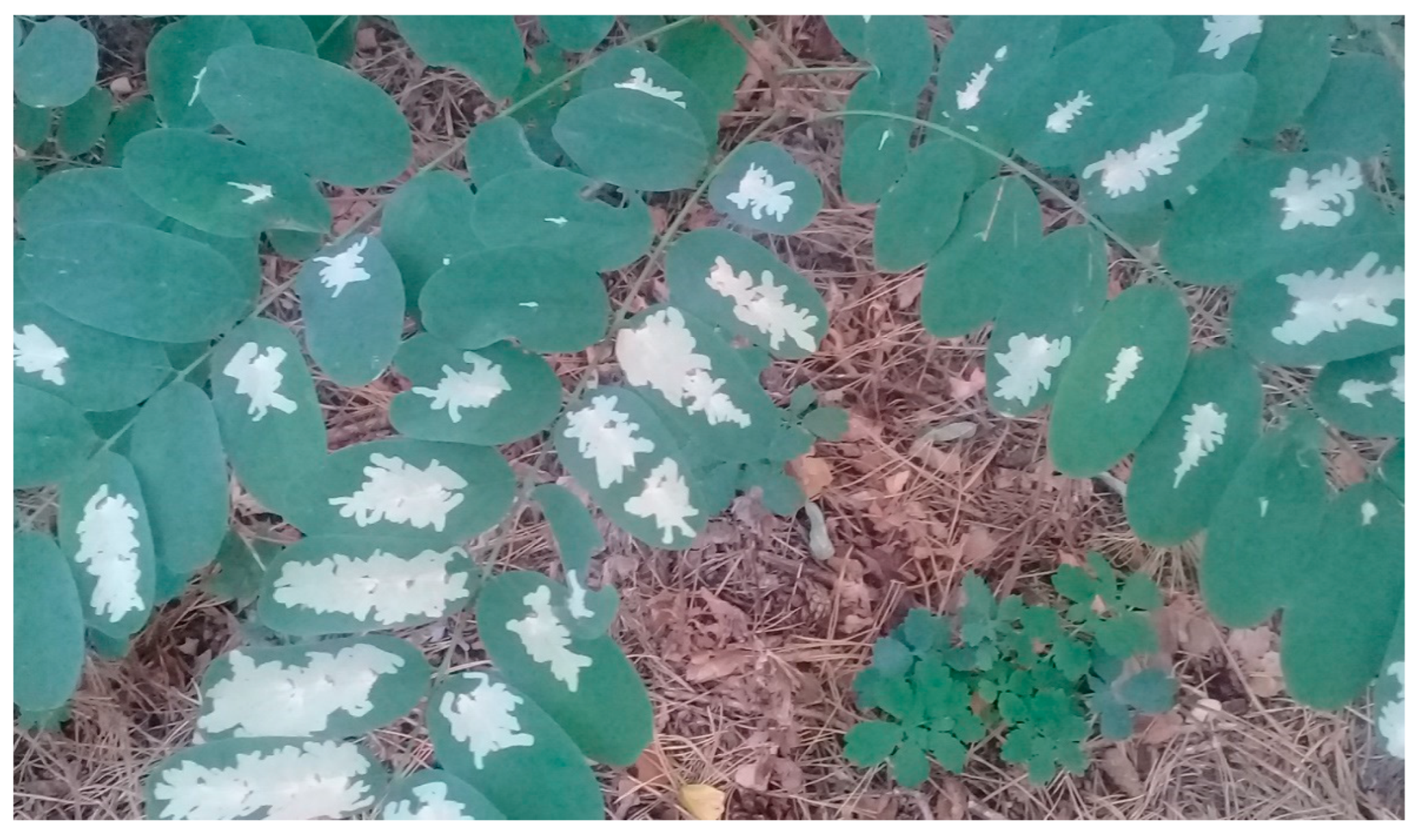 Diversity 14 00605 g001 Diversity 14 00605 g001