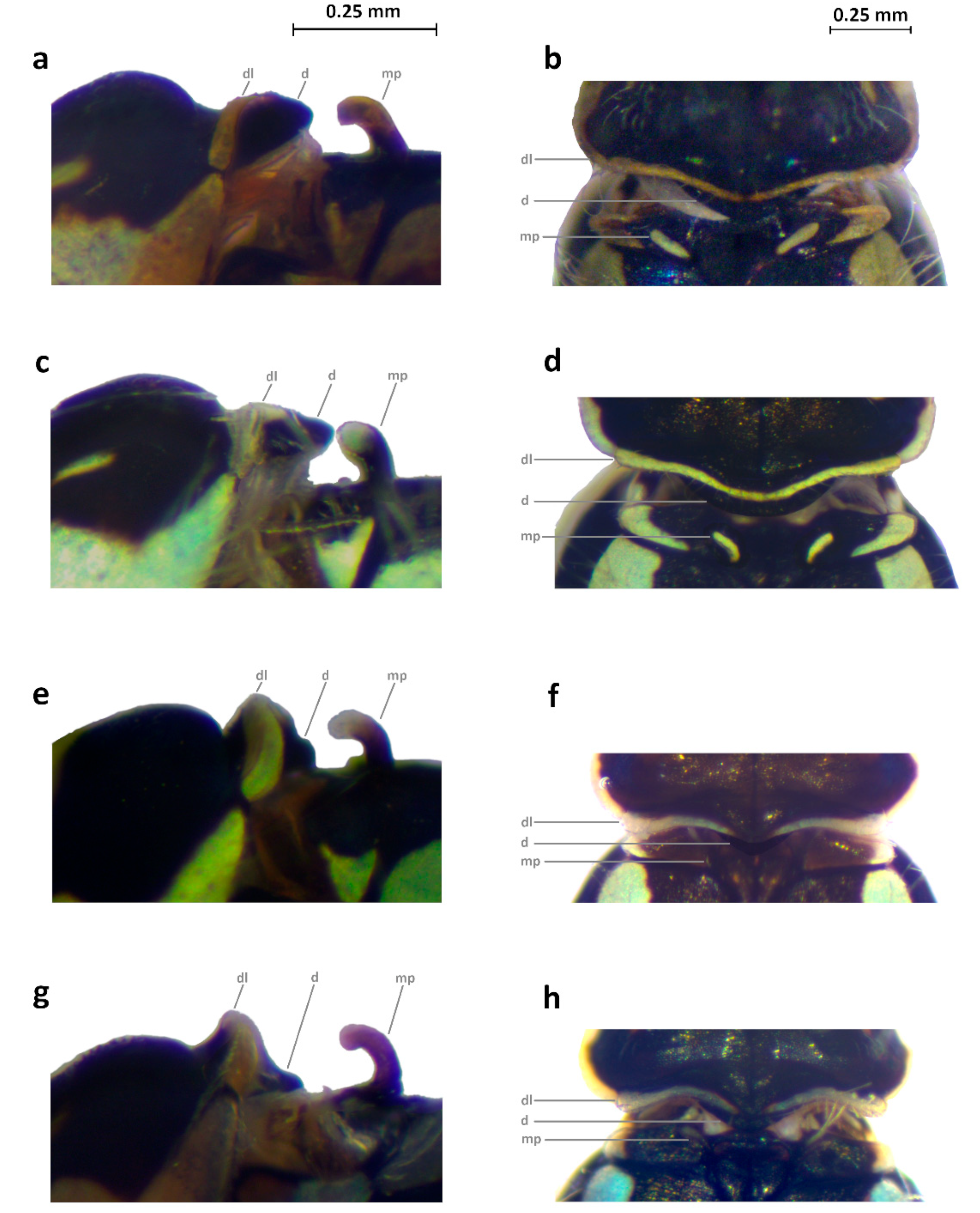 Diversity 14 00606 g005 Diversity 14 00606 g005