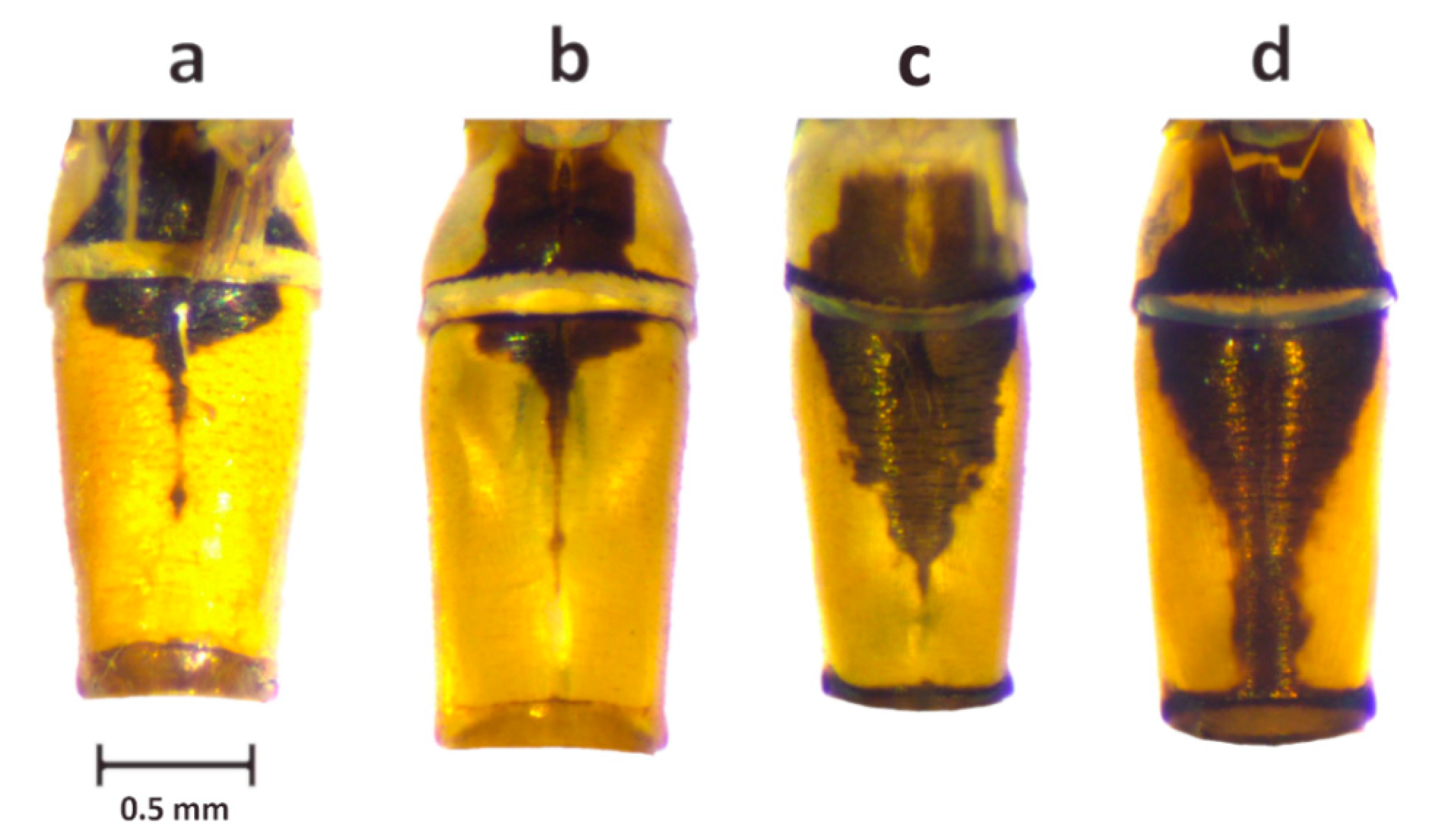 Diversity 14 00606 g007 Diversity 14 00606 g007