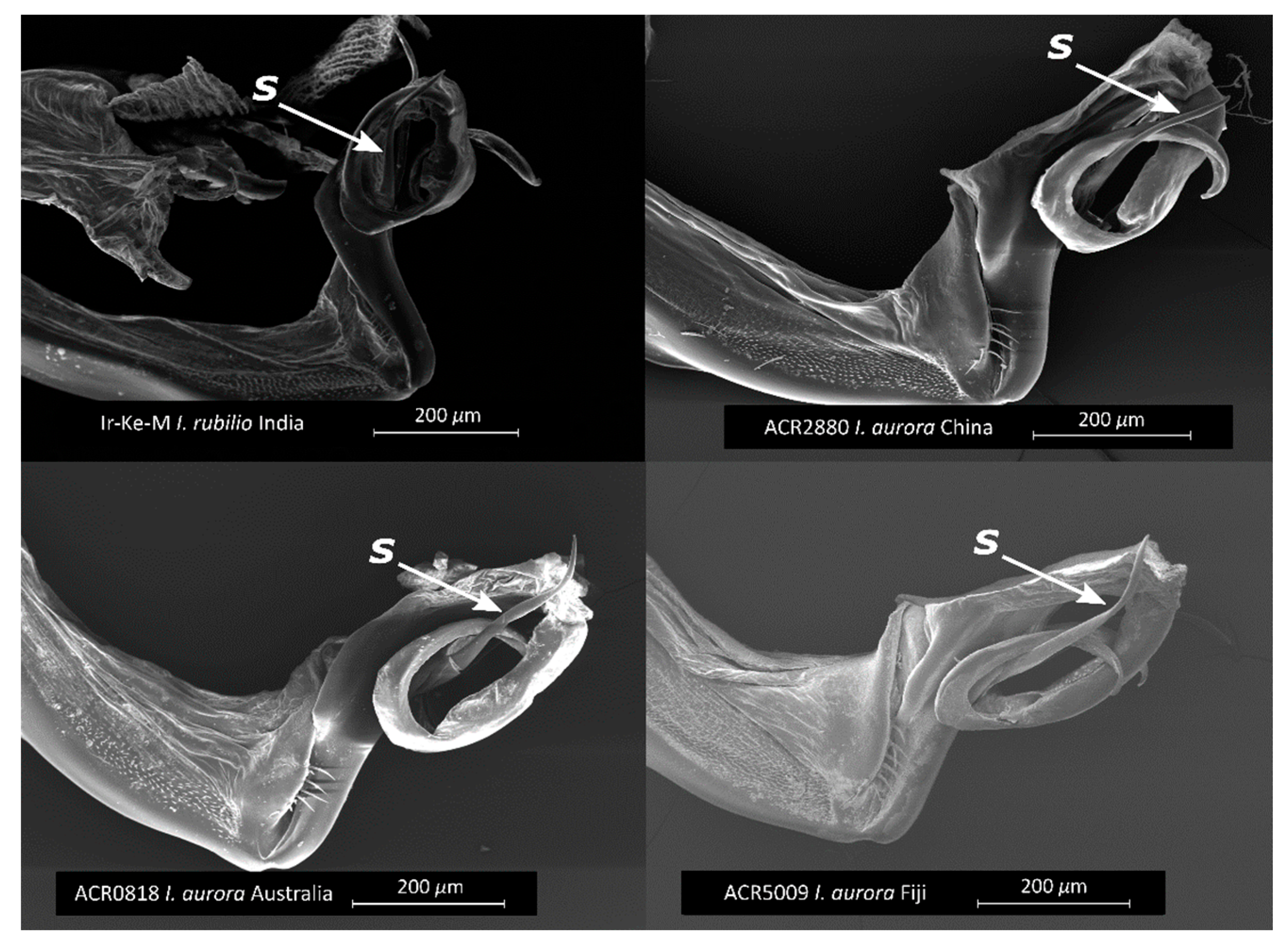 Diversity 14 00606 g009 Diversity 14 00606 g009
