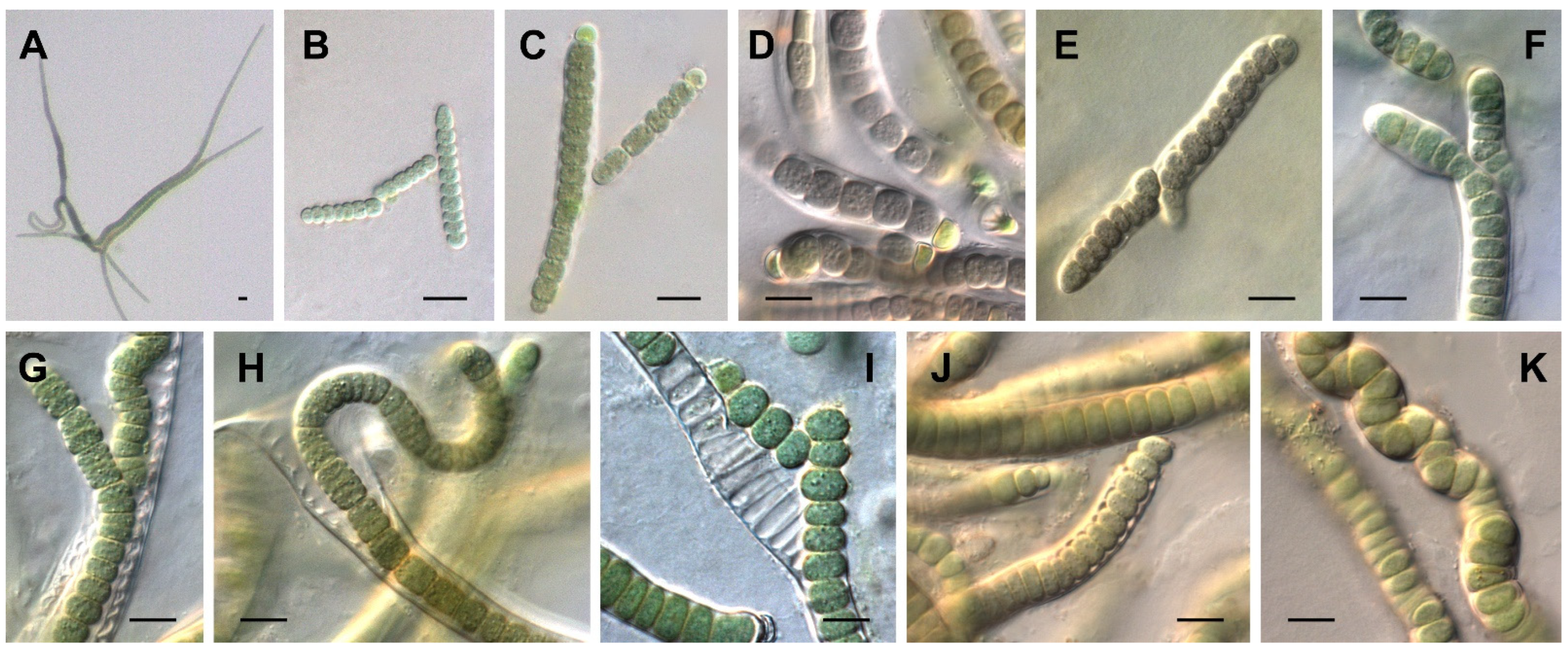 Diversity 14 00620 g001