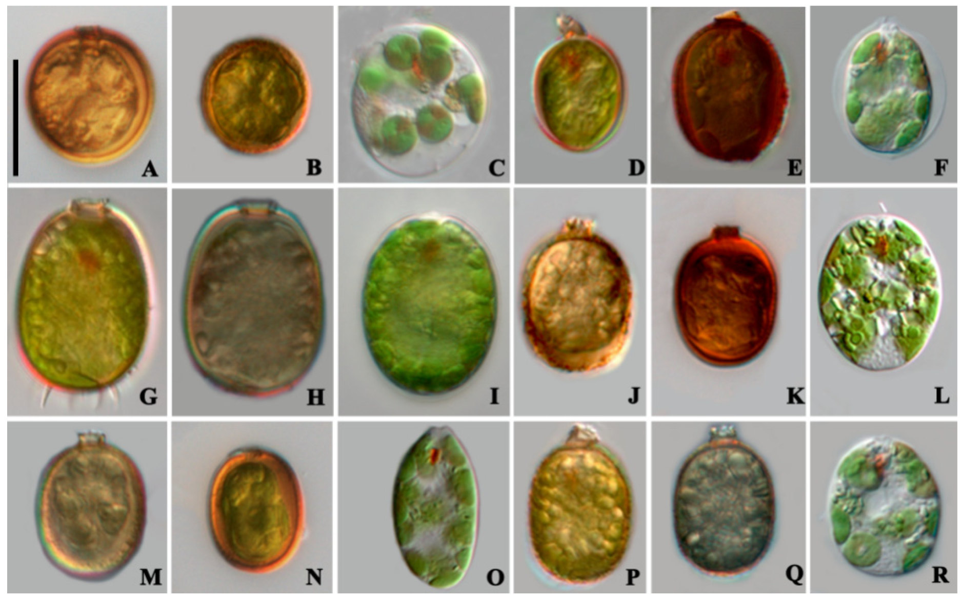 Diversity 14 00623 g001