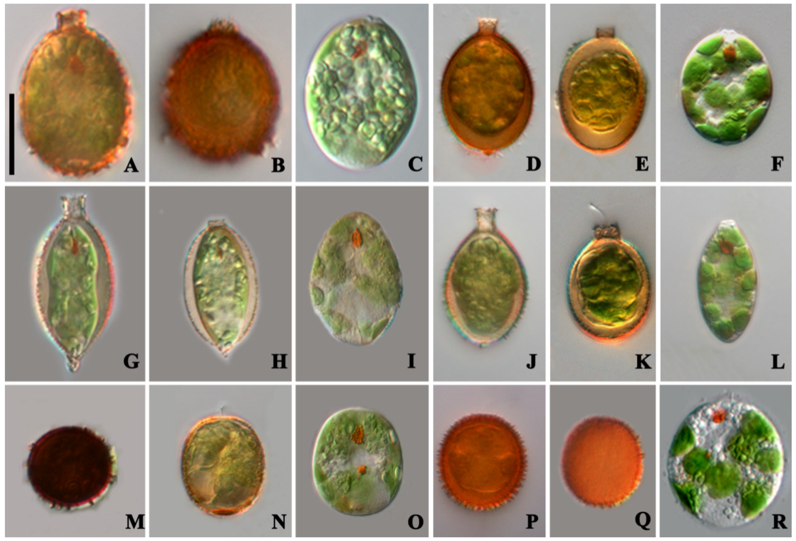 Diversity 14 00623 g002