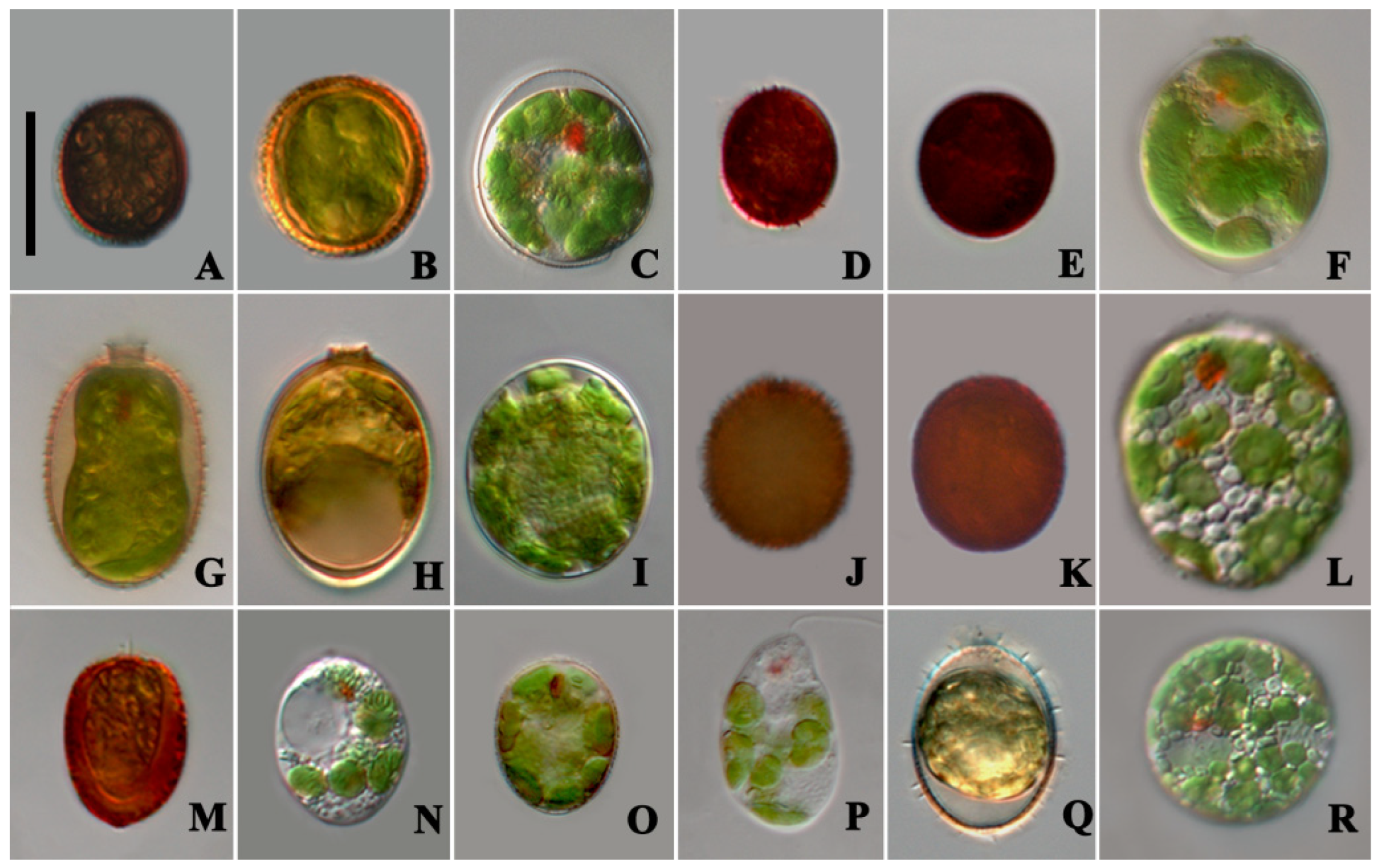 Diversity 14 00623 g003